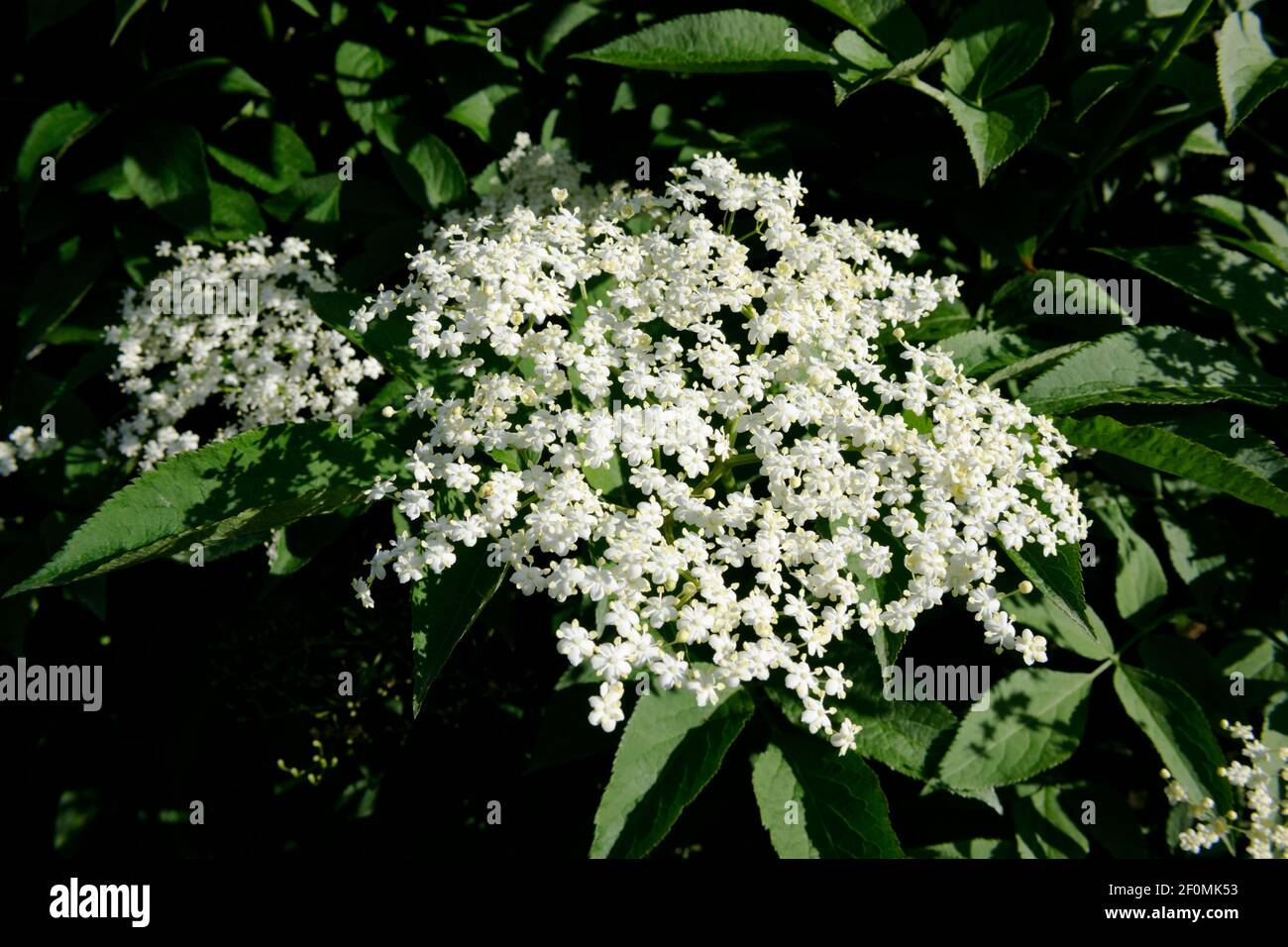 Holunderblüten auf Holunderbaum (Sambucus nigra) Stockfoto