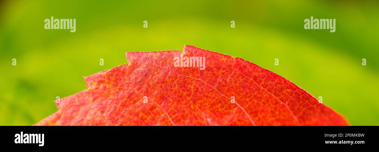 Herbstfarben (3) Stockfoto