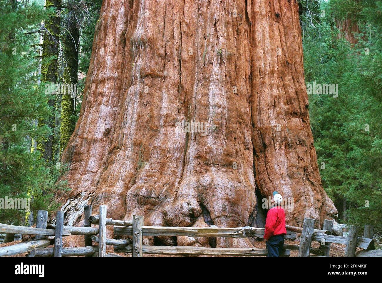 Ein Besucher nimmt 2002 den General Sherman Tree, das größte Lebewesen der Welt, im kalifornischen Sequoia National Park in die Höhe. (Foto von Ron Cobb/St. Louis Post-Dispatch/TNS/Sipa USA) Stockfoto