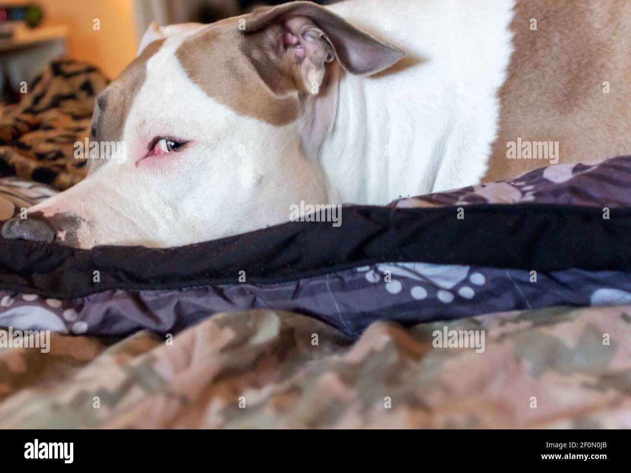 Ein Mischling Pitbull Hund (American Staffordshire Pit Bull Terrier und American Pit Bull Terrier) (Canis lupus familiaris) gibt Seitenauge. Stockfoto