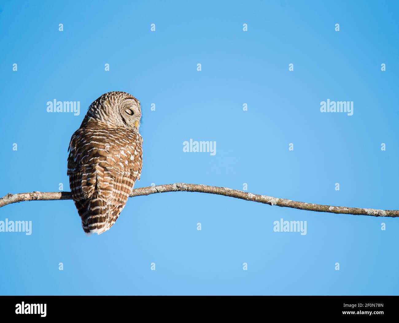 Barred Eule sitzt auf einem Ast Baum gegen einen klaren blauen Himmel. Stockfoto