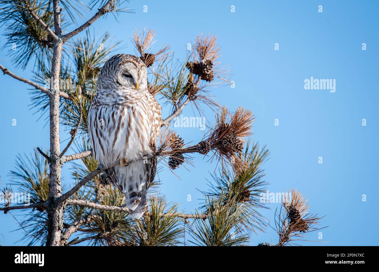 Barred Eule sitzt auf einem immergrünen Baum Ast gegen klaren blauen Himmel. Stockfoto