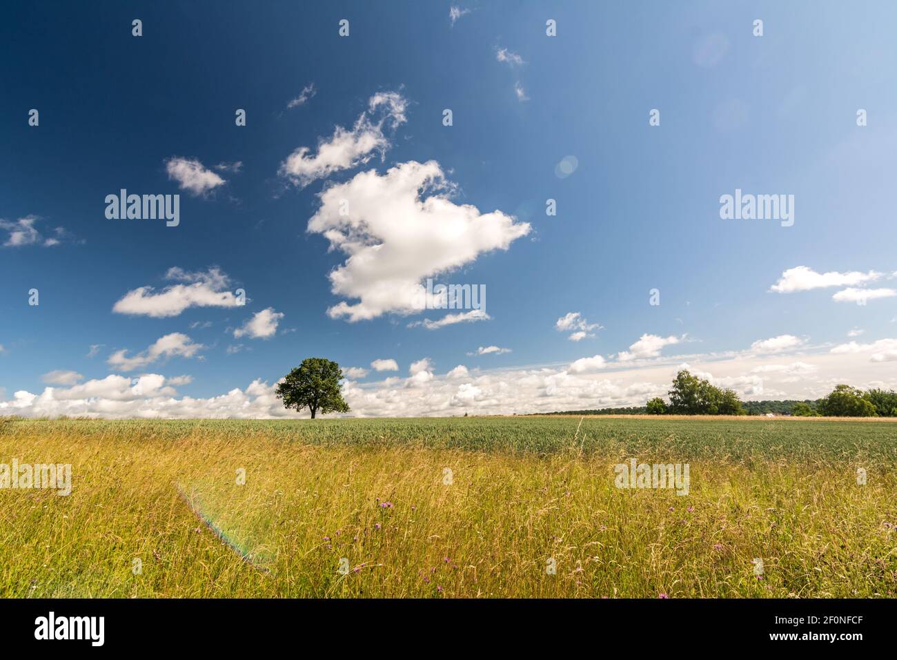 Einsamer Baum in landschaftlich schöner Sommerlandschaft an einem sonnigen Tag Stockfoto