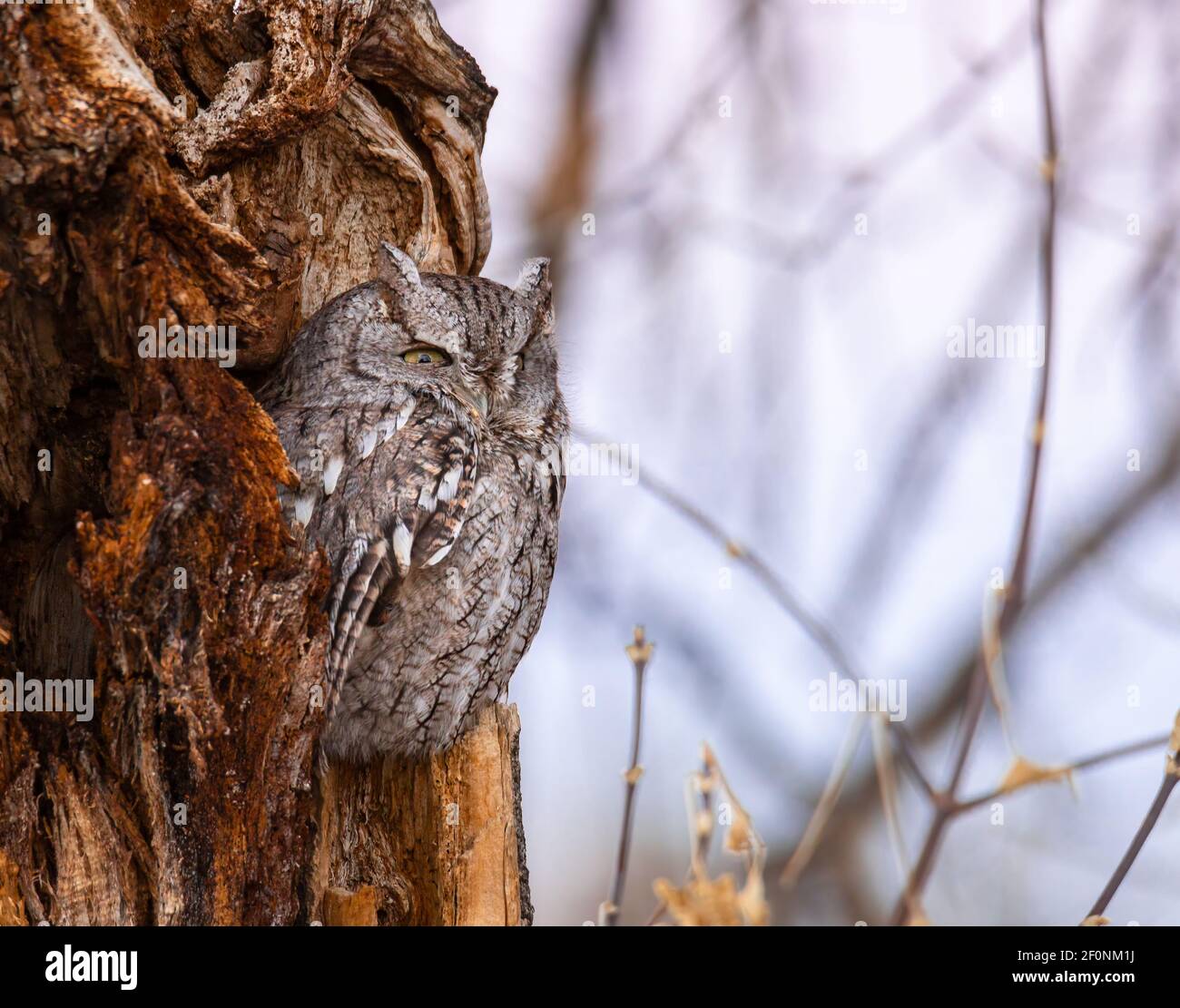 Östlicher Kreischeul grau morph brüllen in Baum in der Dämmerung Colorado, USA Stockfoto