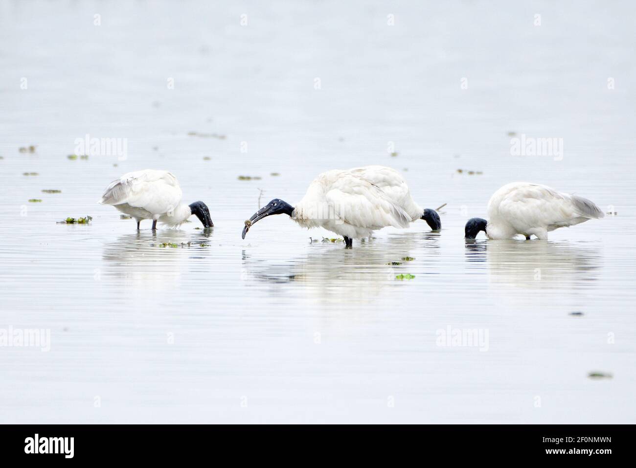 Schwarzkopf-Ibis-Vögel Ernähren Sich Im Feuchtgebiet Stockfoto