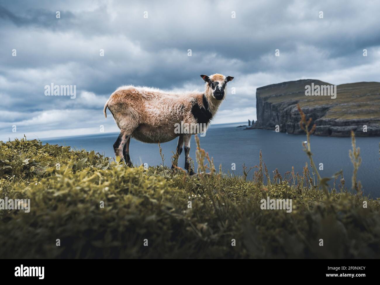 Schafe Tiere mit Wolle auf Hügel oder Berg oben mit grünem Gras und Steine auf blauen bewölkten Himmel Hintergrund in Färöer Inseln Stockfoto