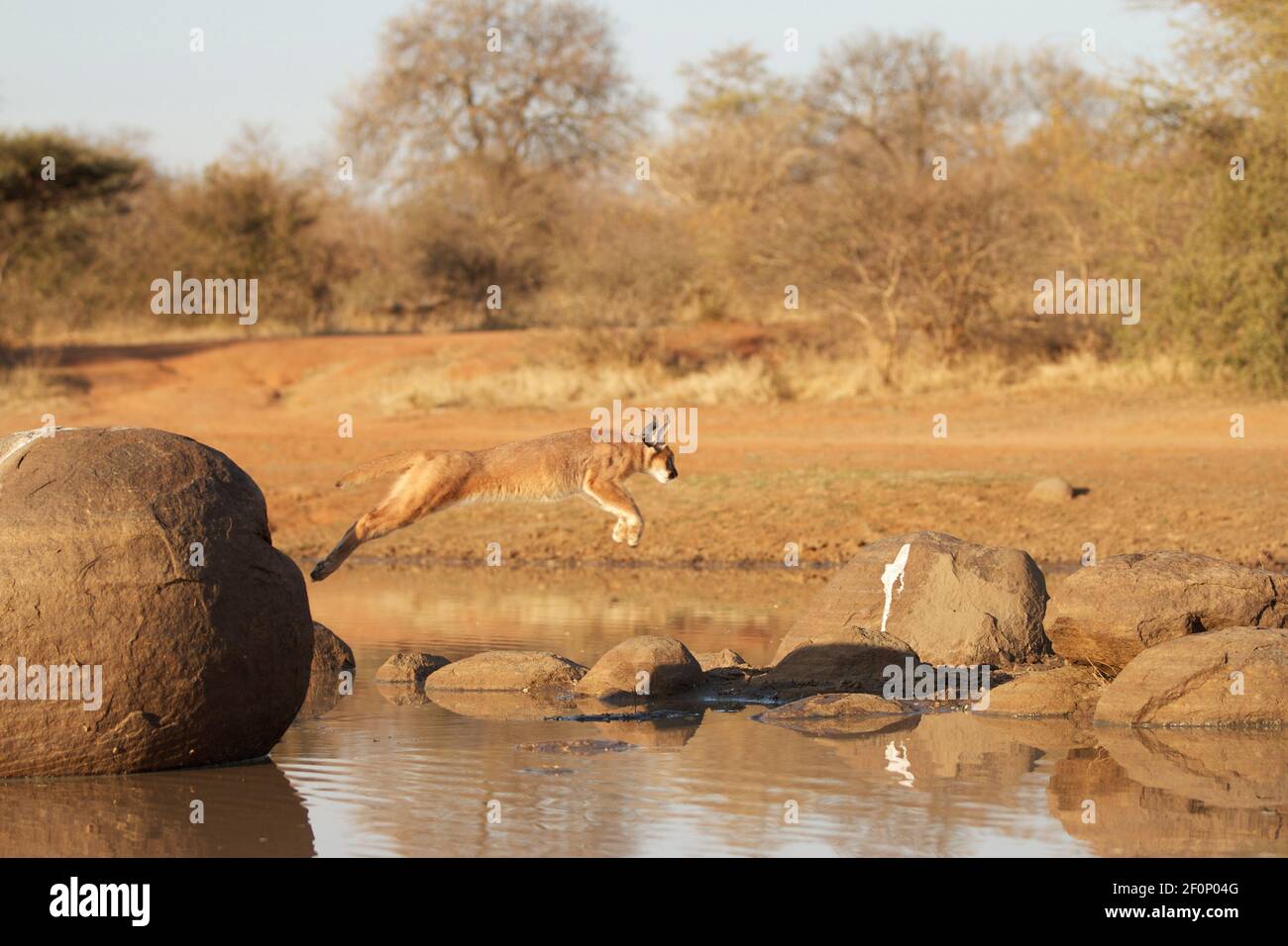 African Caracal Erkundung des Busches, im Kruger National Park, Südafrika Stockfoto