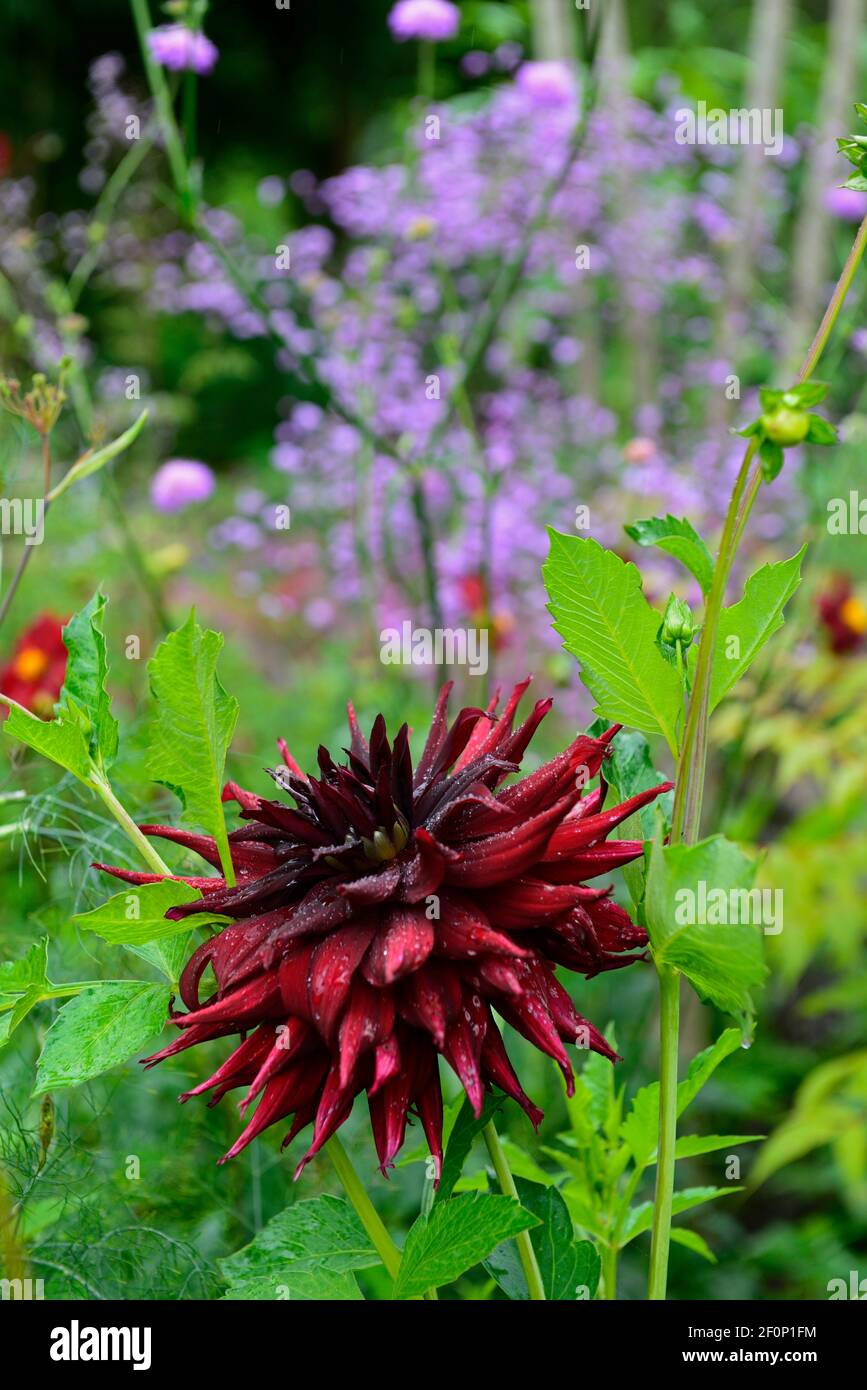 Dahlia Schwarze Narzisse Dunkelviolette Blumen Fast Schwarze Blume Blumen Blume Blute Kaktus Dahlia Garten Garten Thalictrum Delavayi Wiese Rue Stockfotografie Alamy