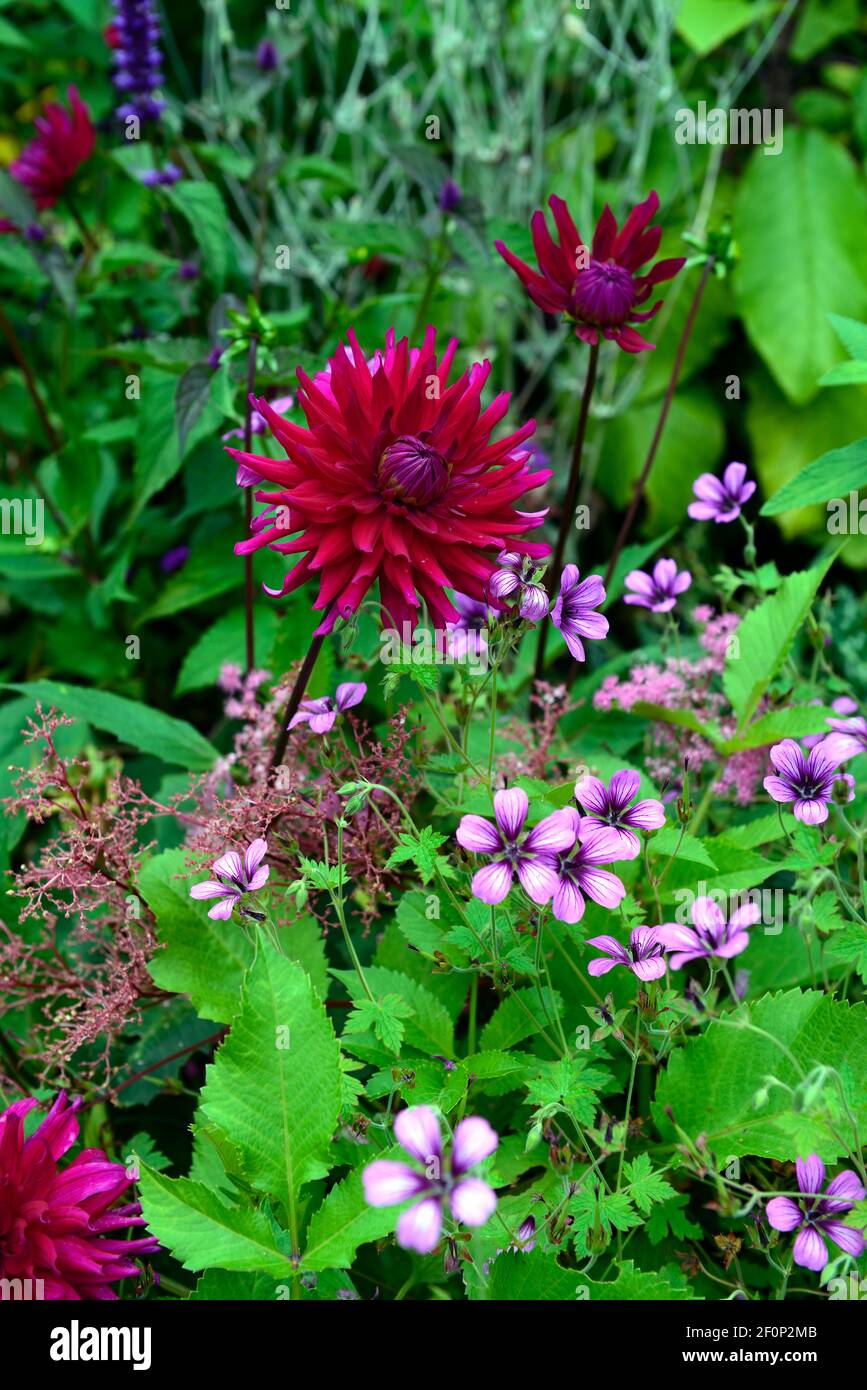 Dahlia Orfeo, dunkelviolette Blumen, semi-Kaktus Dahlia, Geranie, gemischte Pflanzung Schema, lila Pflanzung Schema, Garten, RM Floral Stockfoto