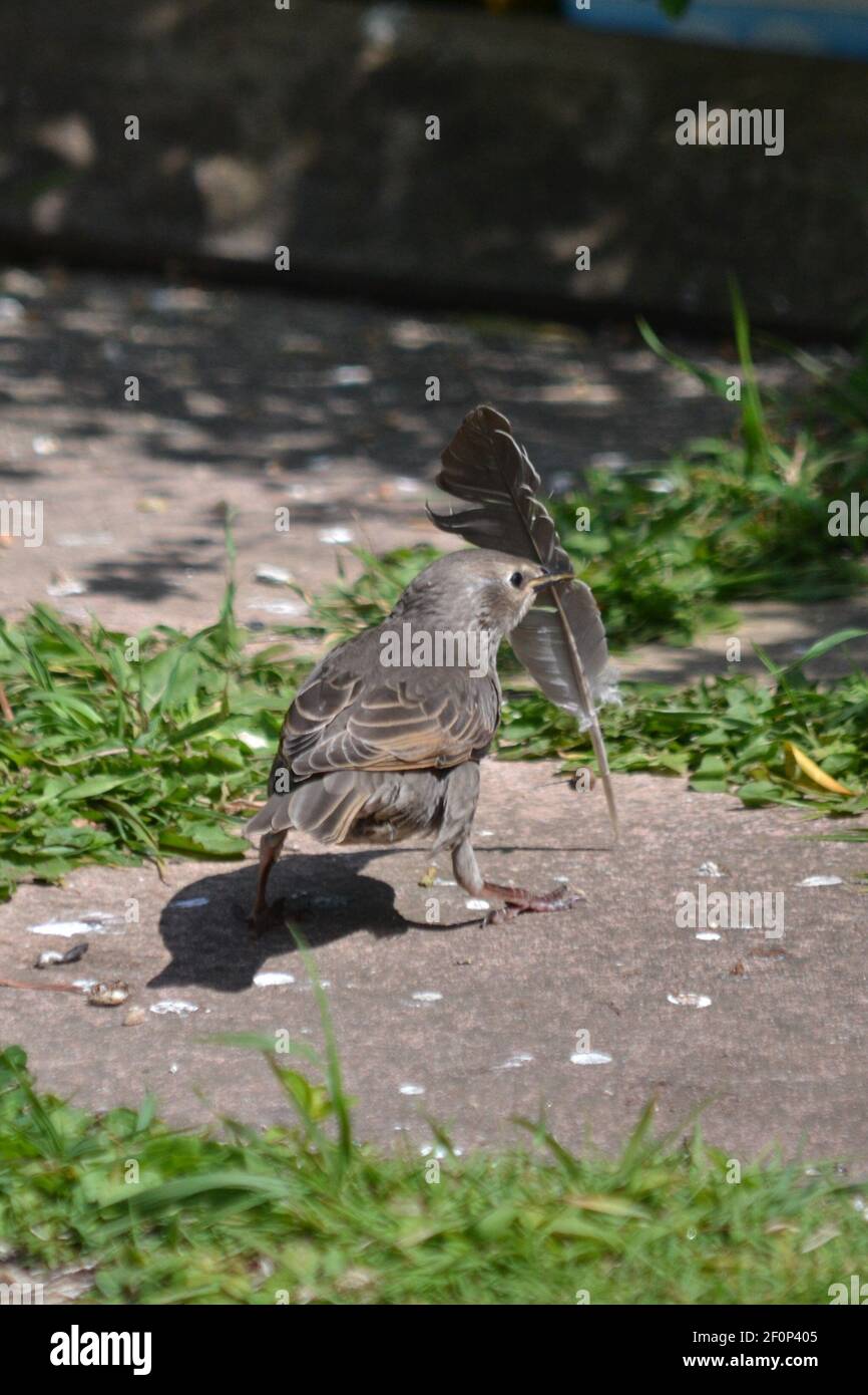 Ein jugendlicher Starling mit EINER Feder im Schnabel beim Gehen Around the Garden - Stumus Vulgaris - Filey Yorkshire Großbritannien Stockfoto