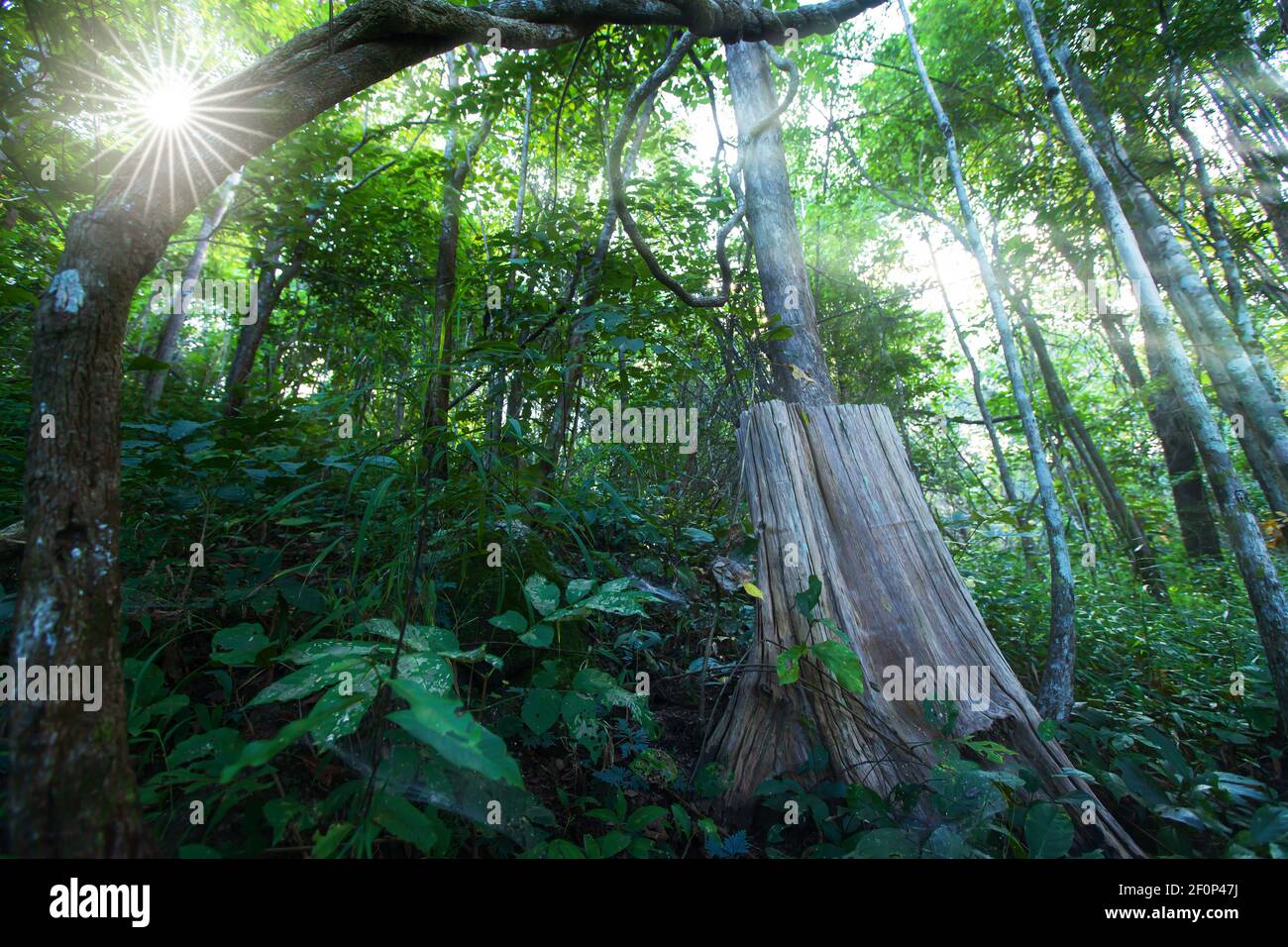 Ein großer Teakbaumstumpf in einem Teakholzwald. Nationalpark in Nord-Thailand. Konzentrieren Sie sich auf Teakholz Stumpf. Klimawandel, Umweltkonzepte. Stockfoto