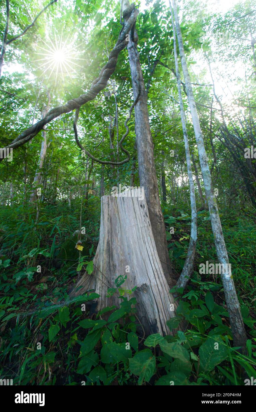 Ein großer Teakbaumstumpf in einem Teakholzwald. Nationalpark in Nord-Thailand. Konzentrieren Sie sich auf Teakholz Stumpf. Klimawandel, Umweltkonzepte. Stockfoto