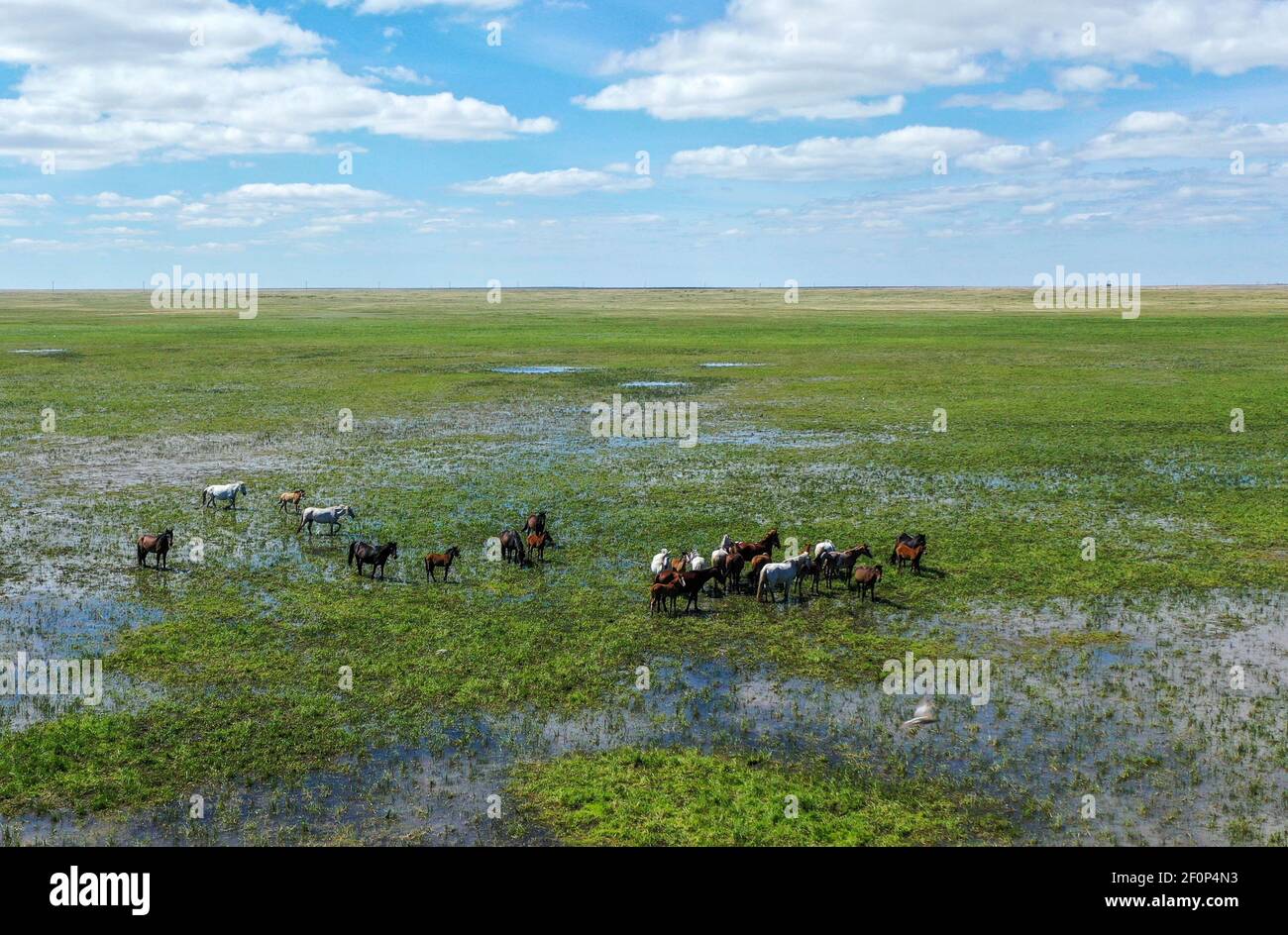 Eine Herde von Rindern, die auf einer üppigen Grünes Feld Stockfoto