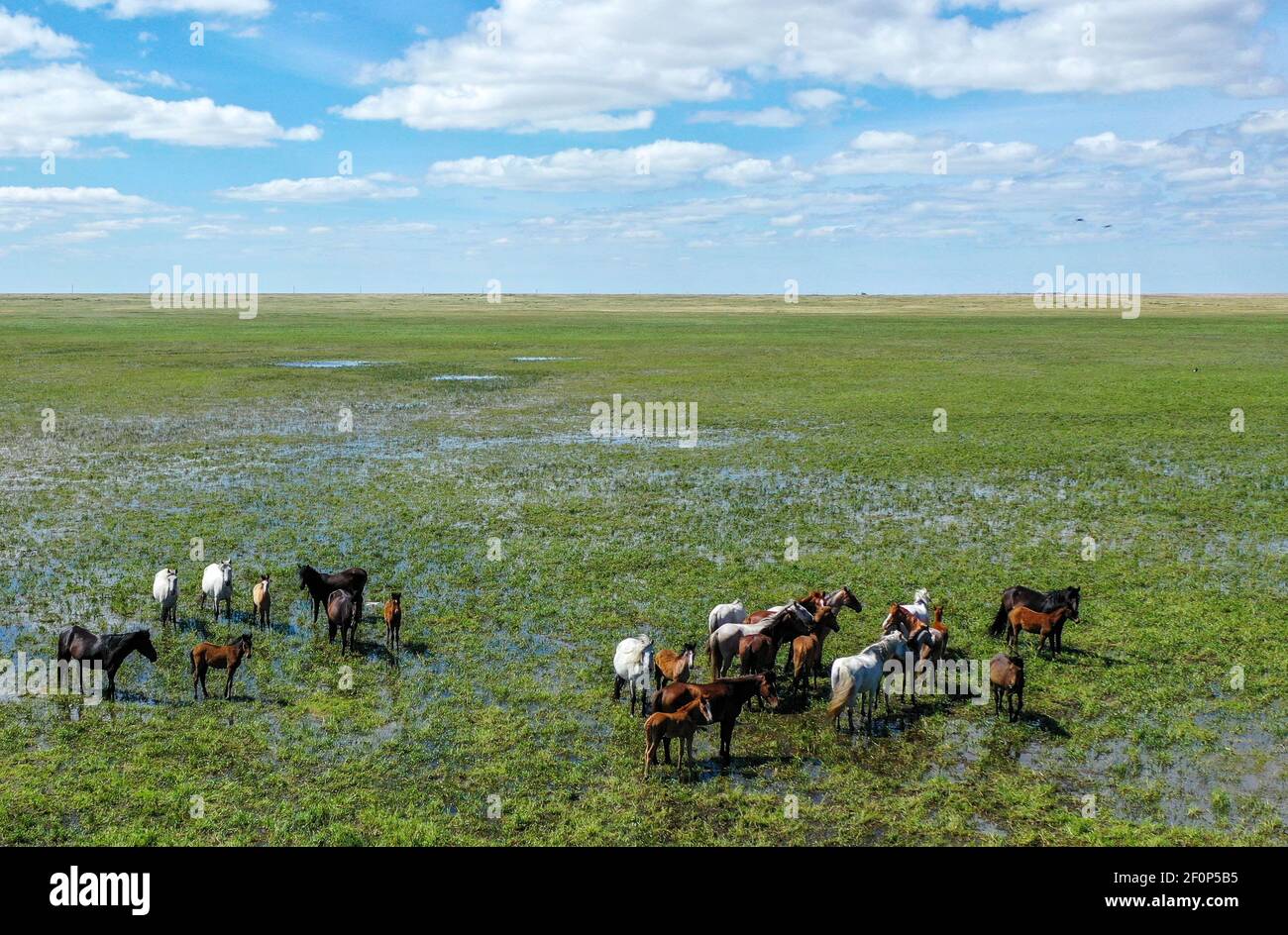 Eine Herde von Rindern, die auf einer üppigen Grünes Feld Stockfoto
