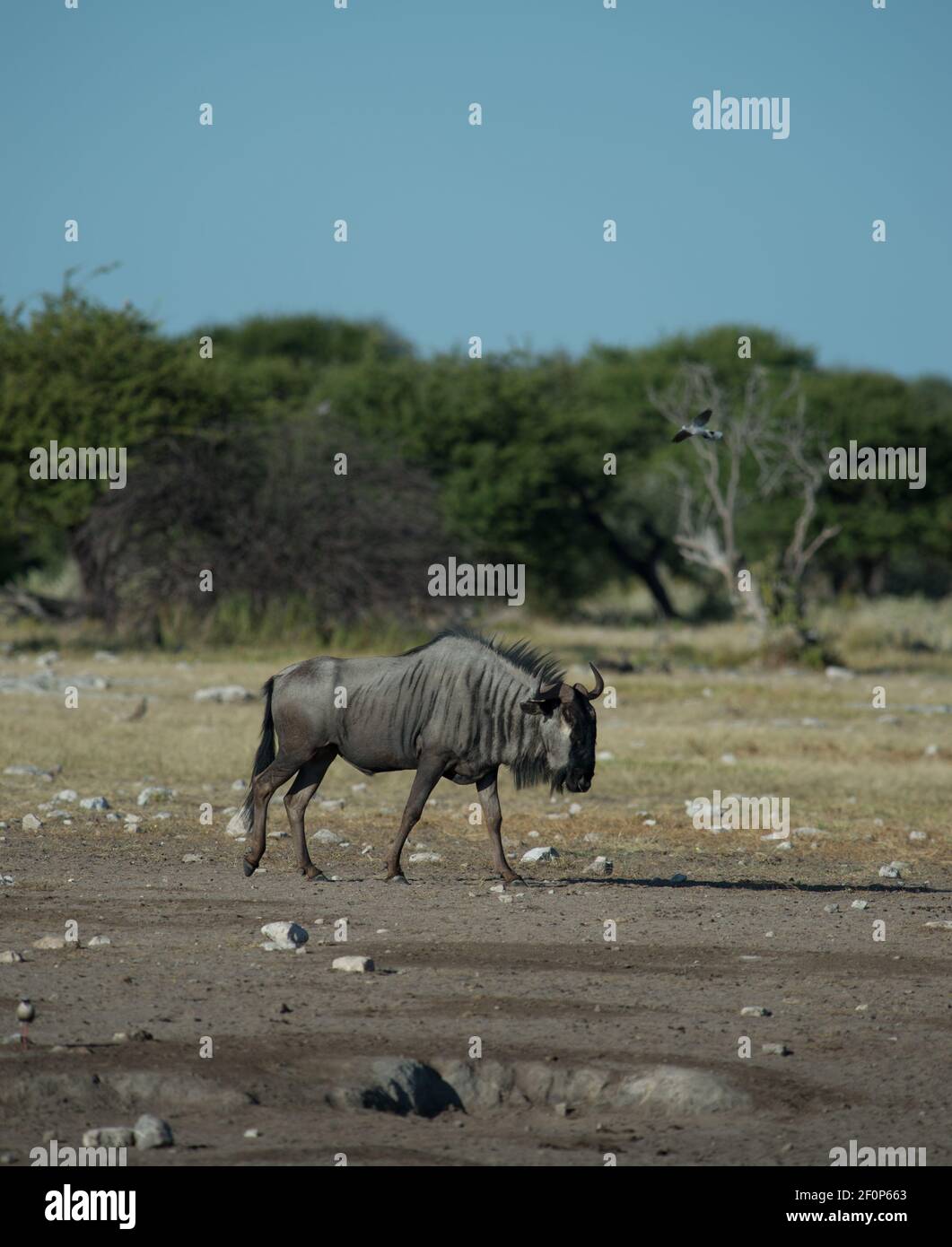 Blaues Gnus oder Konnochaeten taurinus auf einer Safari im Etosha-Nationalpark in Namibia, Afrika, gesehen. Vertikales Bild der Tierwelt mit Platz für Typ Stockfoto