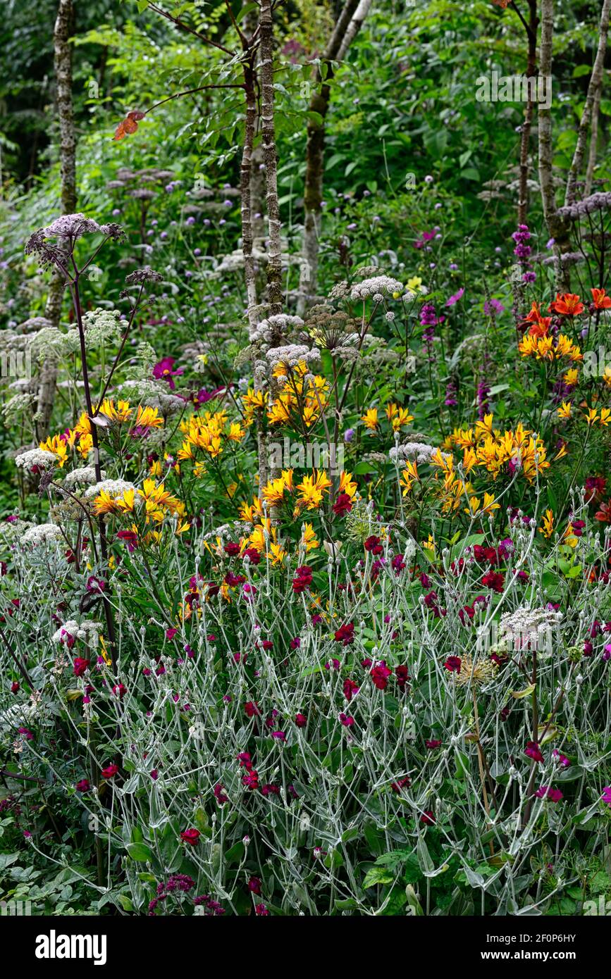 lychnis coronaria gärtner Welt,Angelica sylvestris purpurea Vicar's Mead,Alstroemeria violacea Gelb Freundschaft, Wilde Engelwurz, lila Stängel, weiß Stockfoto