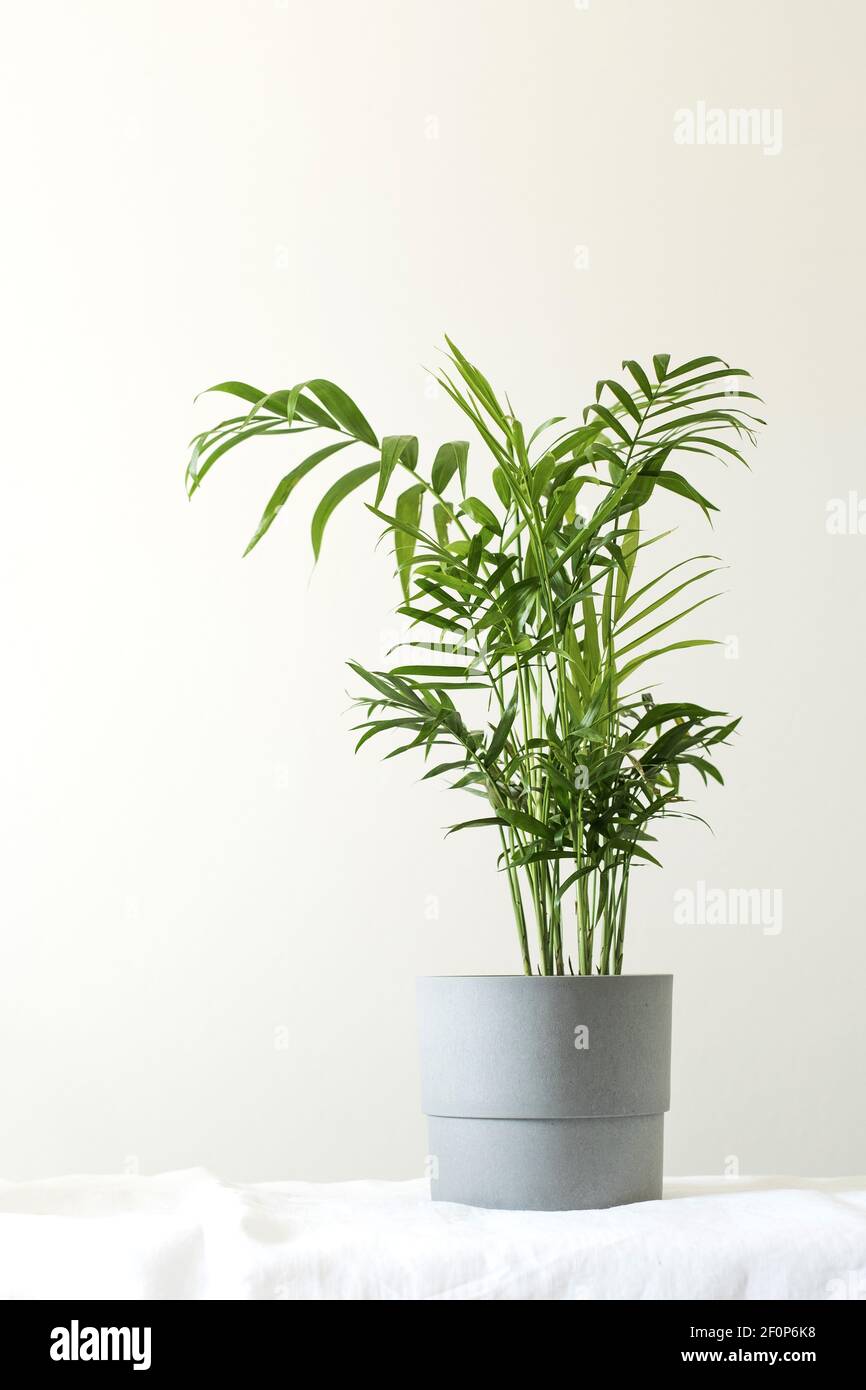 Grnhaus Pflanze hamedorea in einem Topf. Trend Home Pflanzen,  skandinavischen Stil im Inneren. Speicherplatz kopieren Stockfotografie -  Alamy