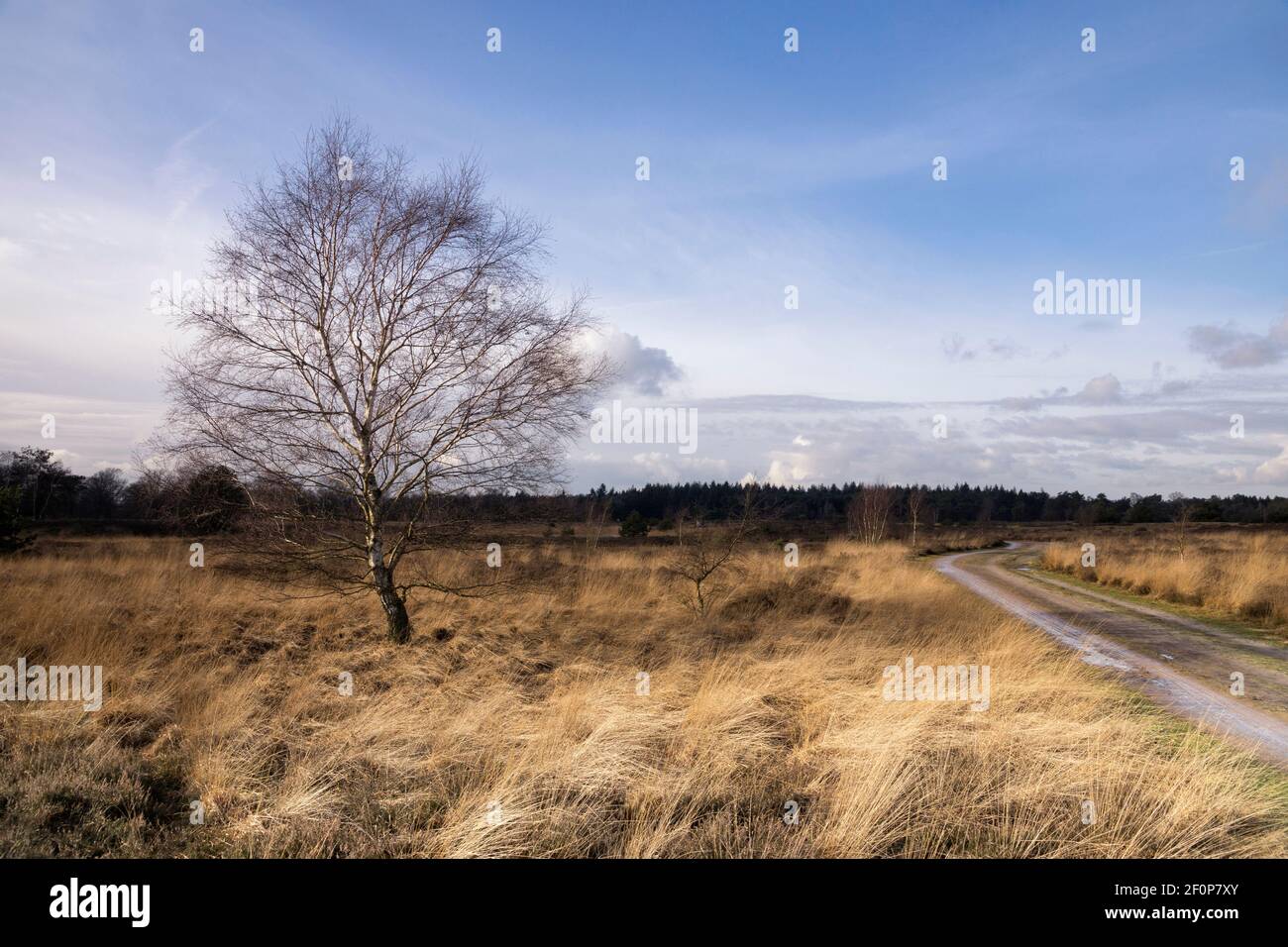 Baum auf der Strabrechtse Heide Stockfoto