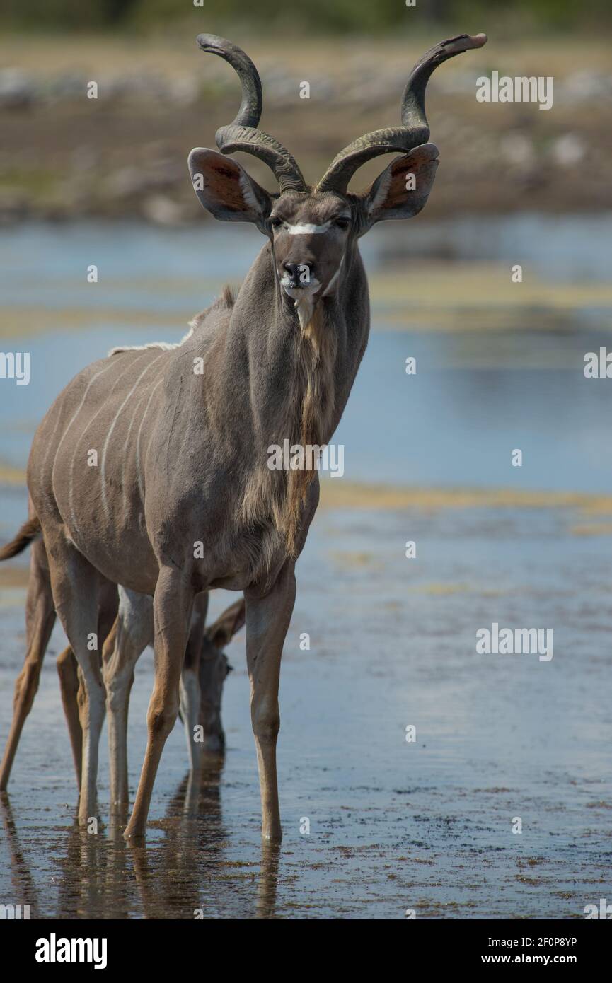 Männlicher Kudu steht im Wasser im Etosha Nationalpark Namibia Afrika auf Safari-Fahrt auf Familienabenteuer-Urlaub in Namibian Tierreserve vertikal Stockfoto