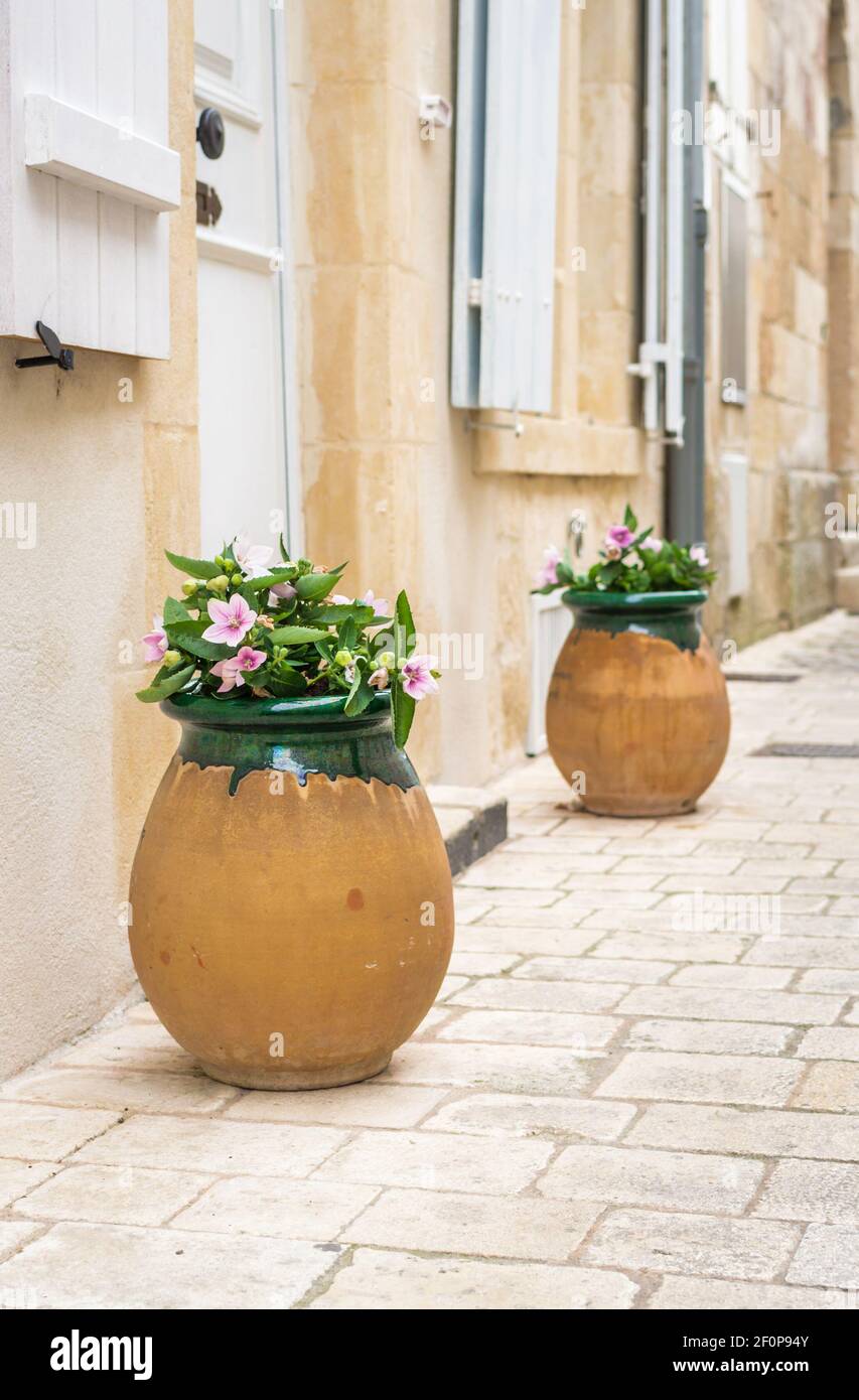 Rosa Blüten in einem großen Tontopf Stockfoto