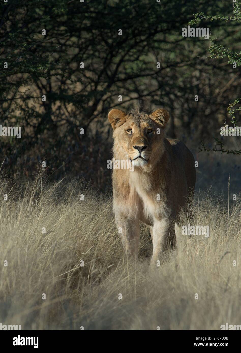 Weibliche Löwen oder Löwin Panthera Leo auf Jeep-Safari gesichtet Auf Afrika Abenteuer in oder Namibia Afrika in Erindi national Game Preserve Park Urlaub Stockfoto