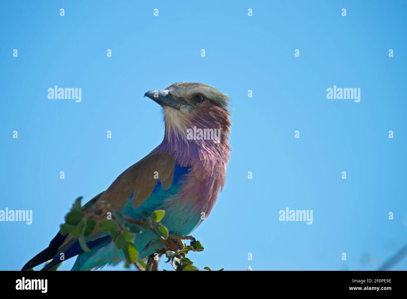 Flieder-reihiger Rollvogel oder coracias caudata sitzen im Baum Mit blauem Himmel Hintergrund im Etosha National Park Namibia Afrika Horizontales Format Stockfoto