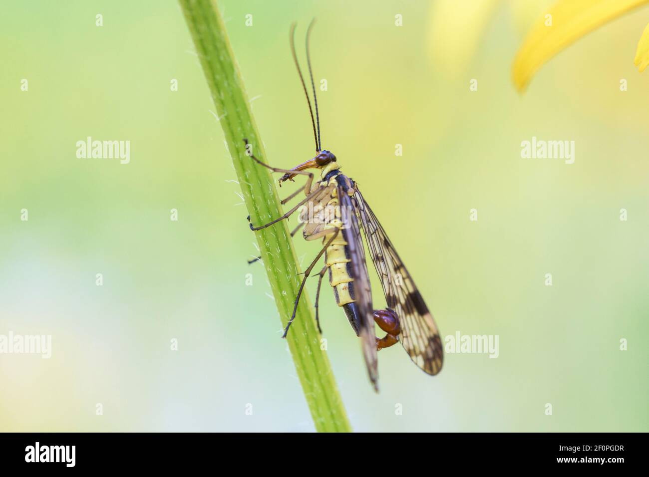 Gemeine Scorpionfly - Panorpa Communis - Männchen In Seiner Natürlichen Lebensraum Stockfoto