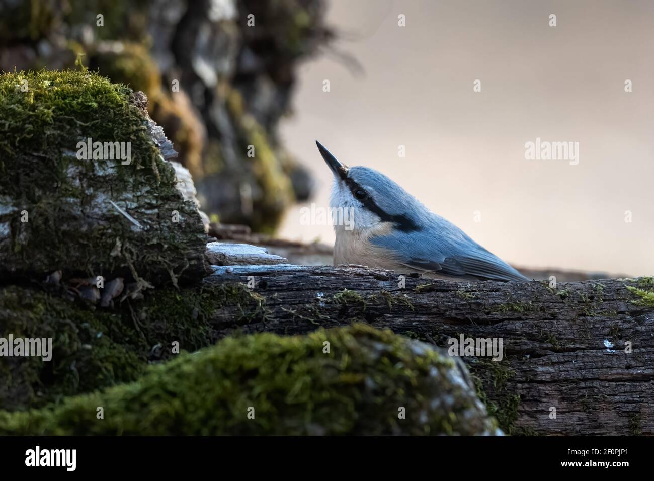 Eurasischer Nuthatch (Sitta europaea) oder Holznuthatch Stockfoto