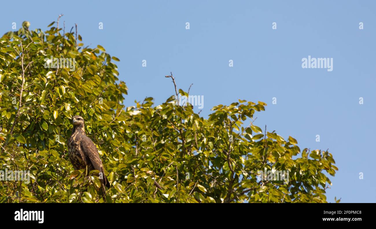 Brasilianische Tierwelt: Savanna Hawk (Buteogallus moeridionalis) im Pantanal in Mato Grosso, Brasilien Stockfoto