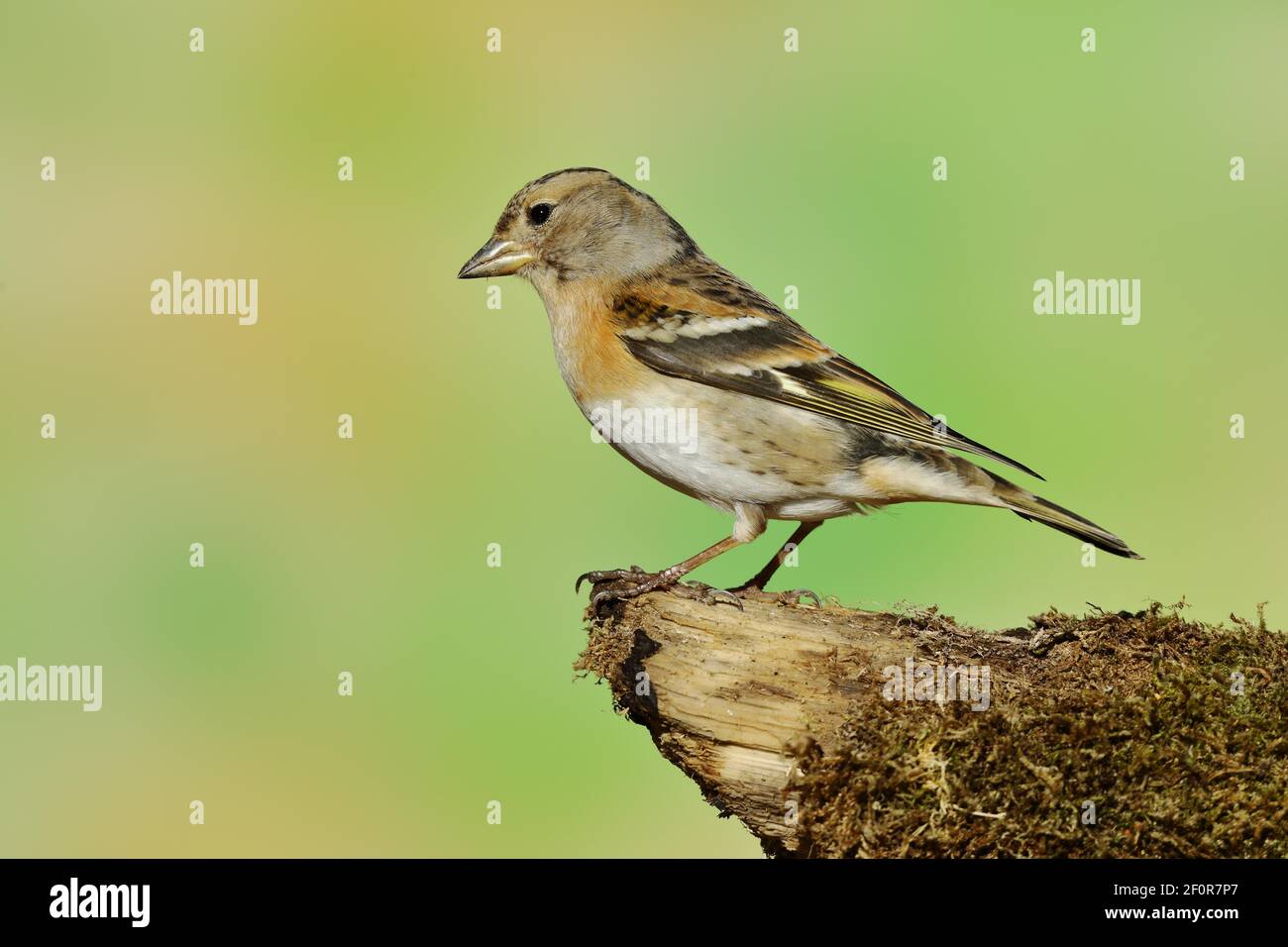 Brambling (Fringilla montifringilla), weiblich, sitzend auf Totholz, Wilden, Siegerland, Nordrhein-Westfalen, Deutschland Stockfoto