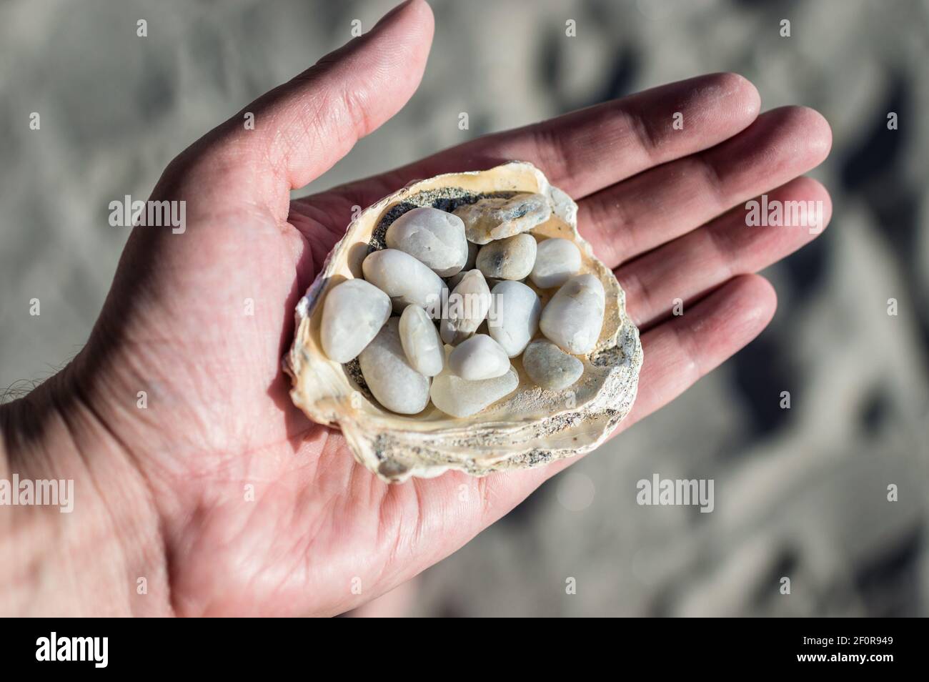 Weiße Kieselsteine in der Shell auf der einen Seite Stockfoto