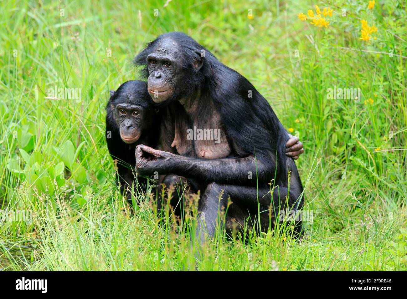 Bonobo, Zwergschimpanse (Paniskus), Erwachsene, weiblich, Mutter, Jung, soziales Verhalten, wachsam, bedrohte Arten, gefangen Stockfoto