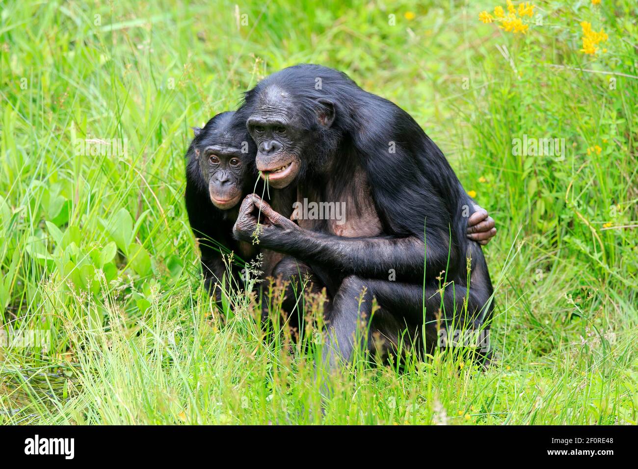 Bonobo, Zwergschimpanse (Paniskus), Erwachsene, weiblich, Mutter, Jung, soziales Verhalten, wachsam, bedrohte Arten, gefangen Stockfoto