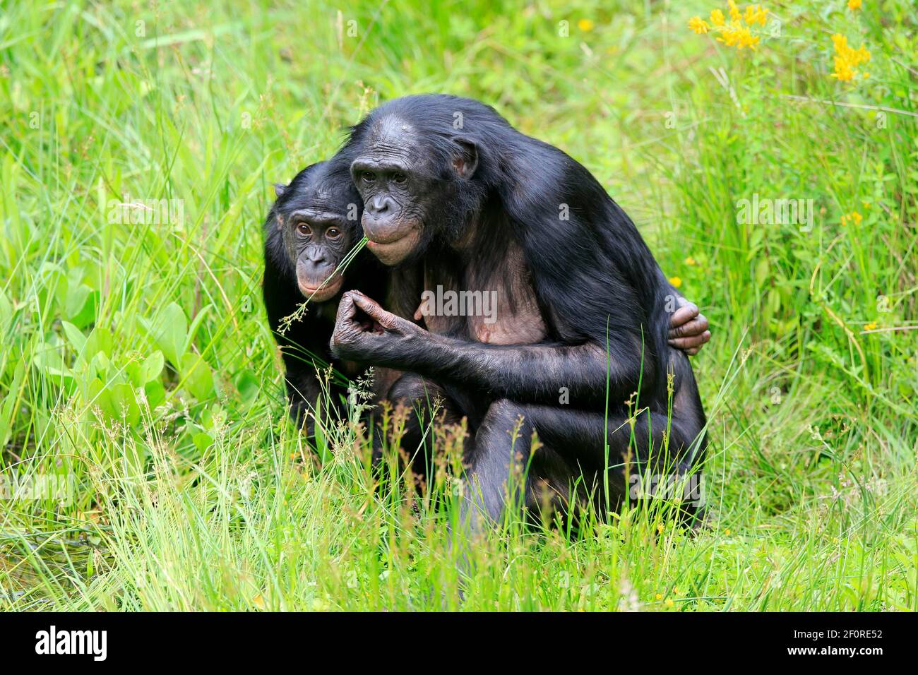 Bonobo, Zwergschimpanse (Paniskus), Erwachsene, weiblich, Mutter, Jung, soziales Verhalten, wachsam, bedrohte Arten, gefangen Stockfoto