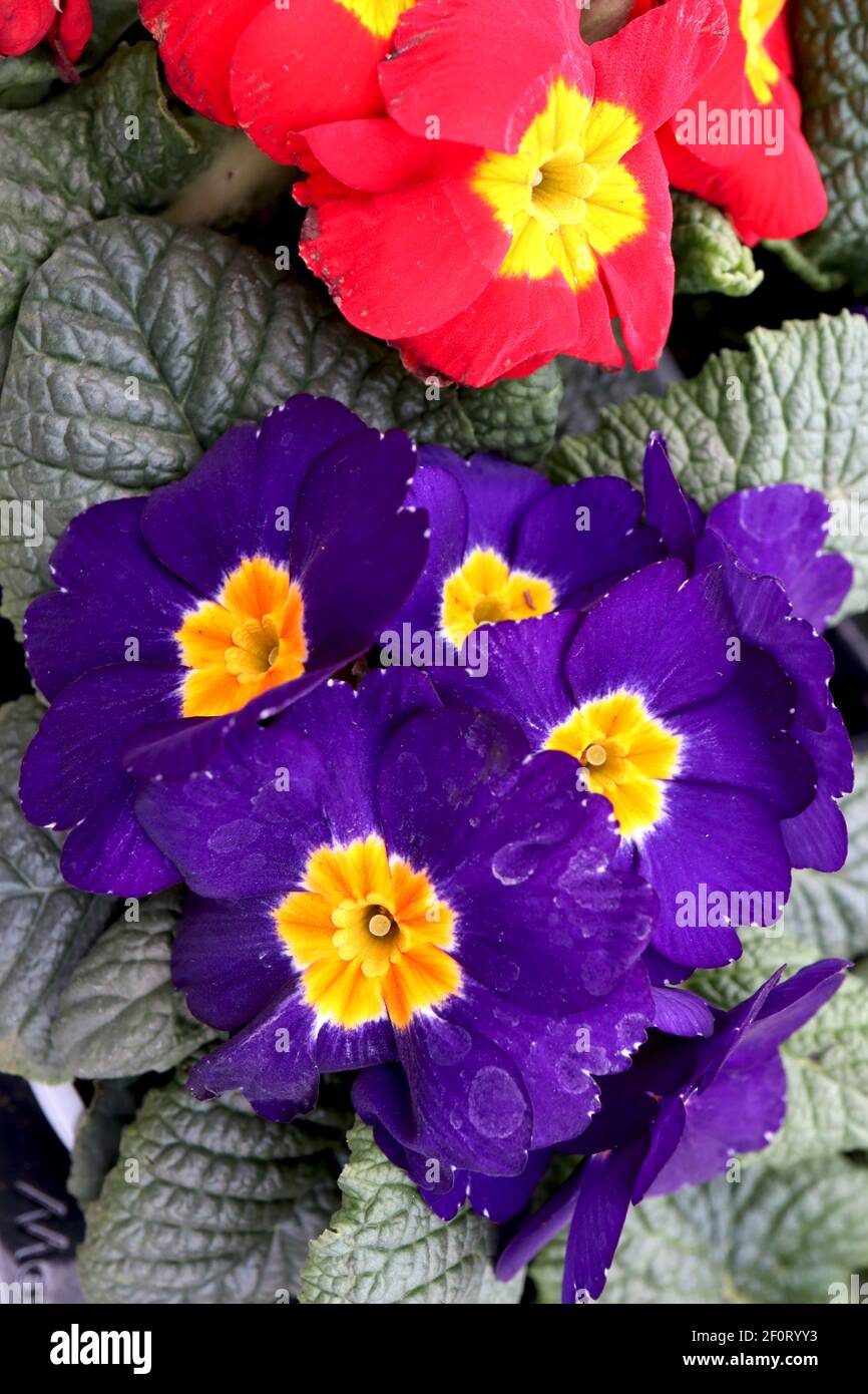 Primula polyanthus ‘Crescendo Blue’ und ‘Crescendo Bright Red’ blaue und rote Primeln mit gelben Zentren, März, England, Großbritannien Stockfoto