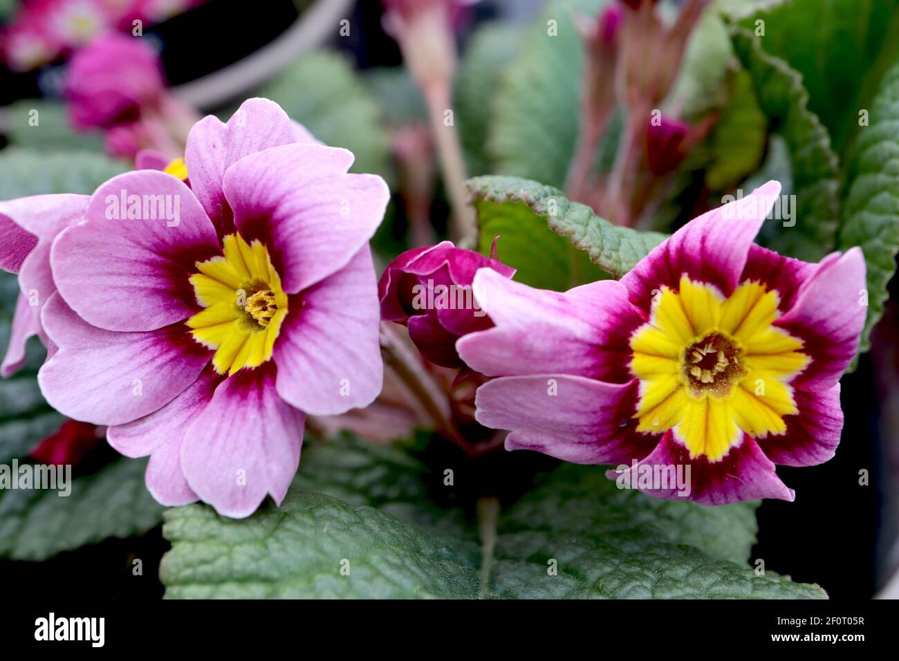 Primula vulgaris ‘Rambo Appleblossom’ fliederrosa Primeln mit tiefrotem Halo, März, England, Großbritannien Stockfoto