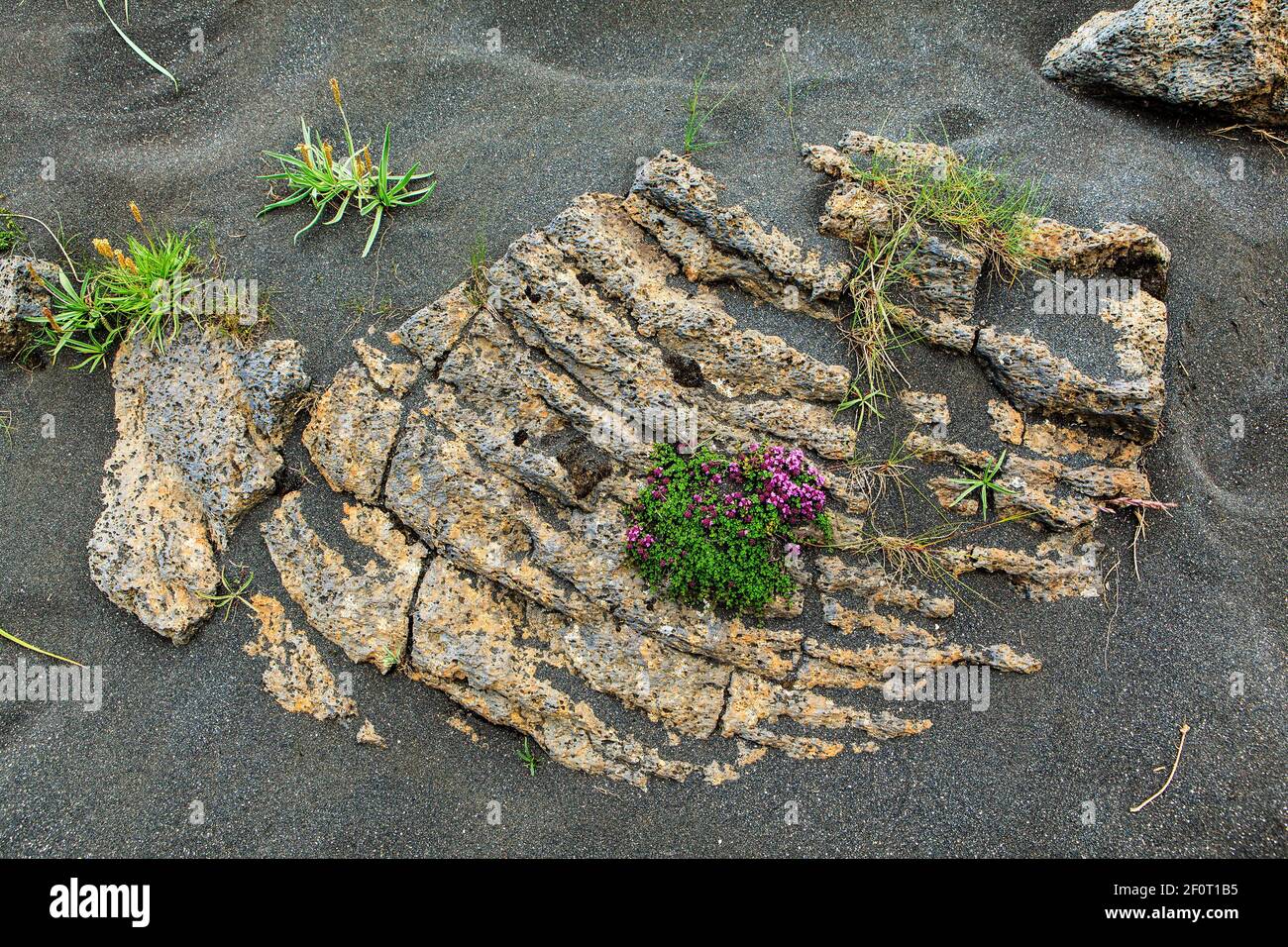 Arktischer Thymian auf unartigen Gesteinen, Steinbrocken, Island Stockfoto