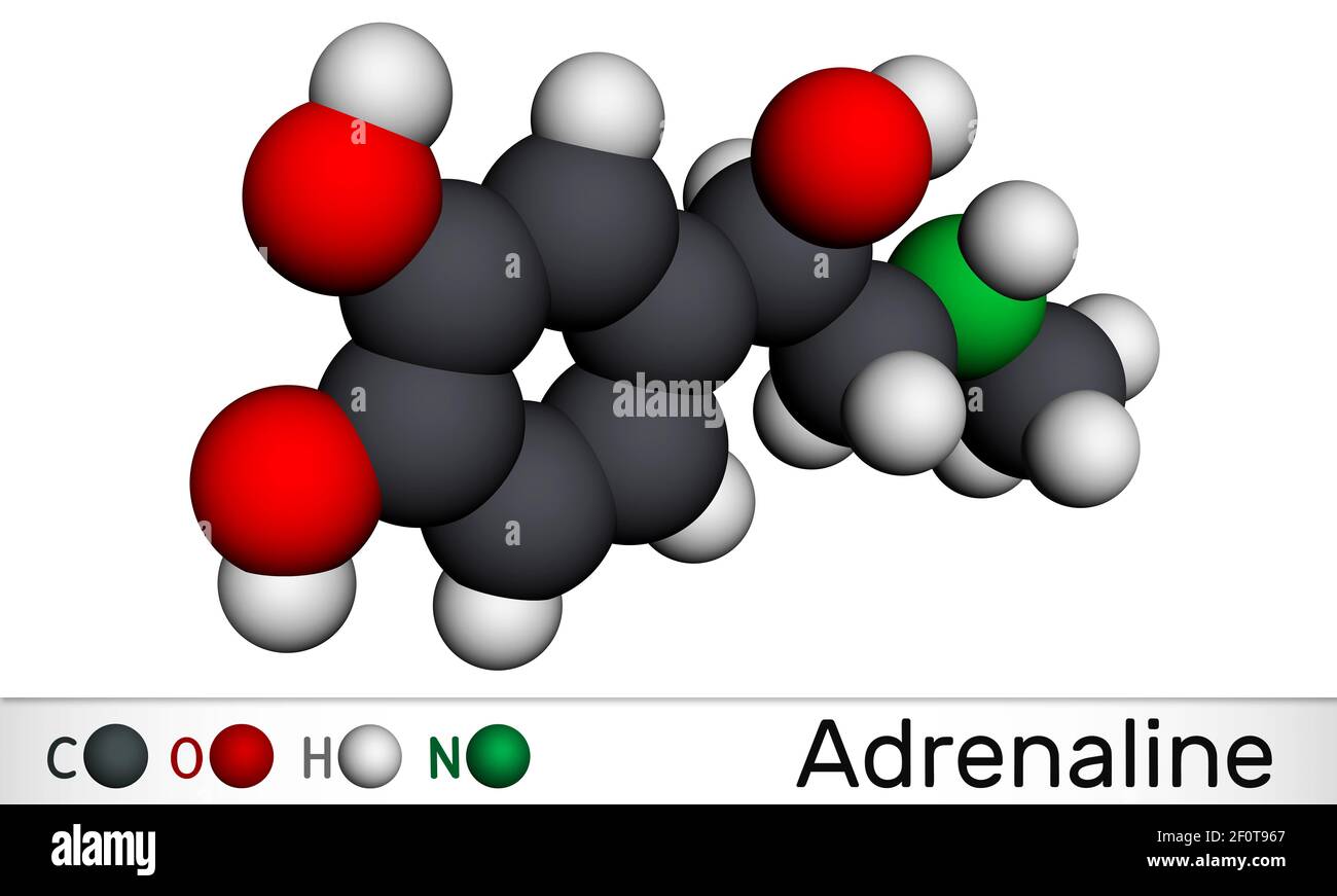 Adrenalin, Adrenalin-Molekül. Es ist Hormon, Neurotransmitter, Medikamente. Aufgrund seiner verschiedenen wichtigen Funktionen als Medikament verwendet. Molekularmodell. Stockfoto