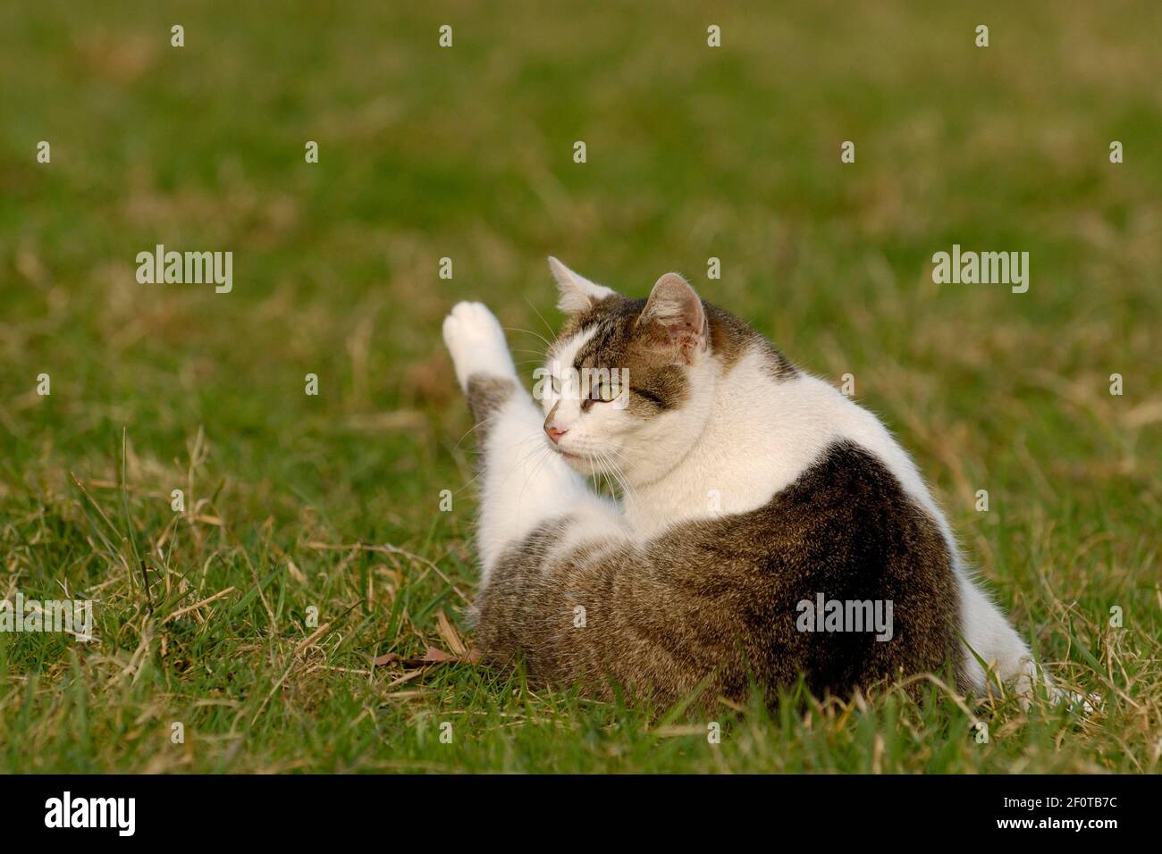 Hauskatze putzt auf einer Wiese Stockfoto