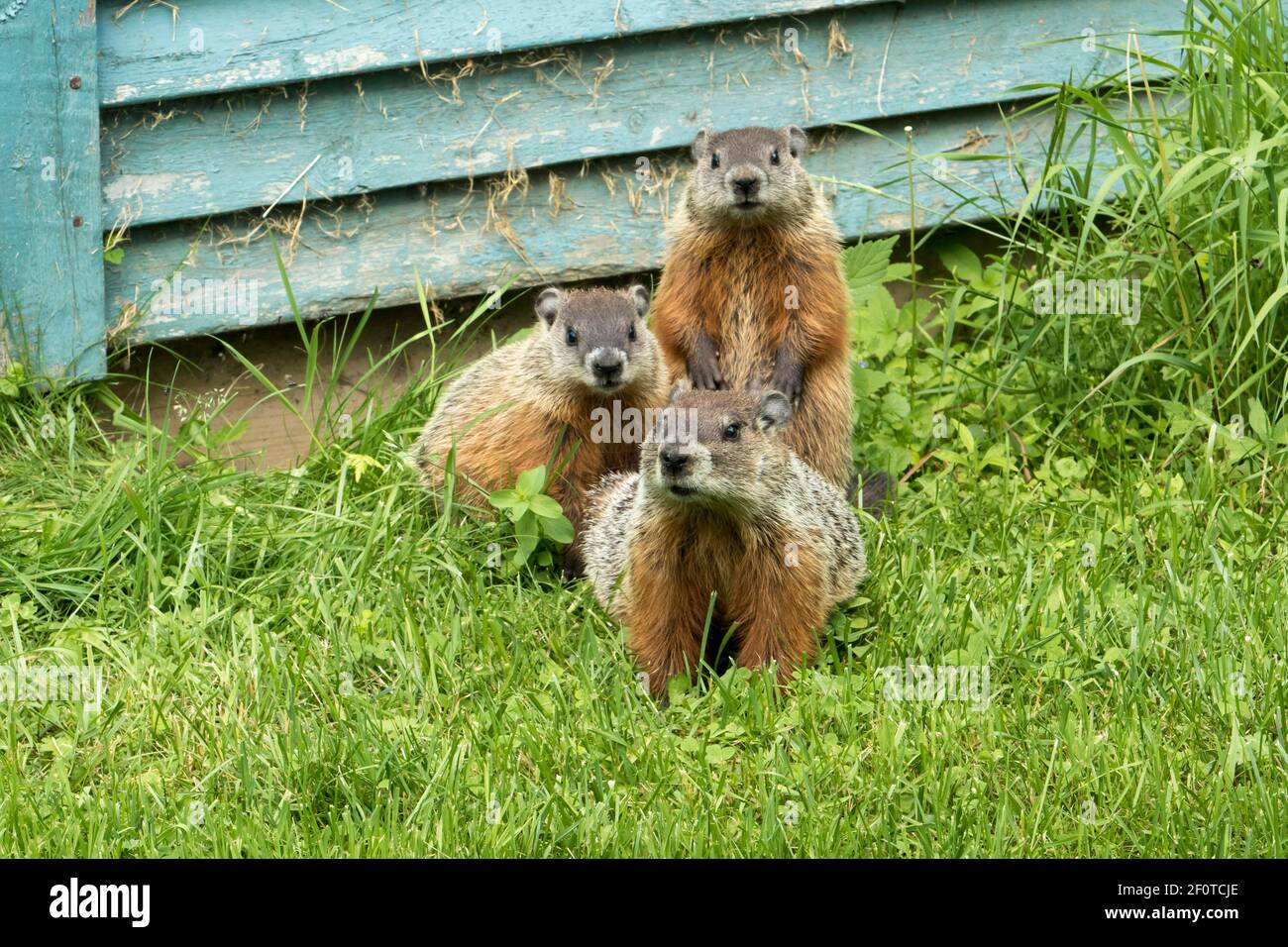 Woodchucks (Marmota), City of Saint Mathieu du Parc, Mauricie, Quebec, Kanada Stockfoto
