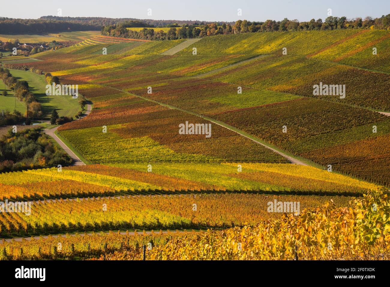 Weinberge im Herbst (9) Stockfoto
