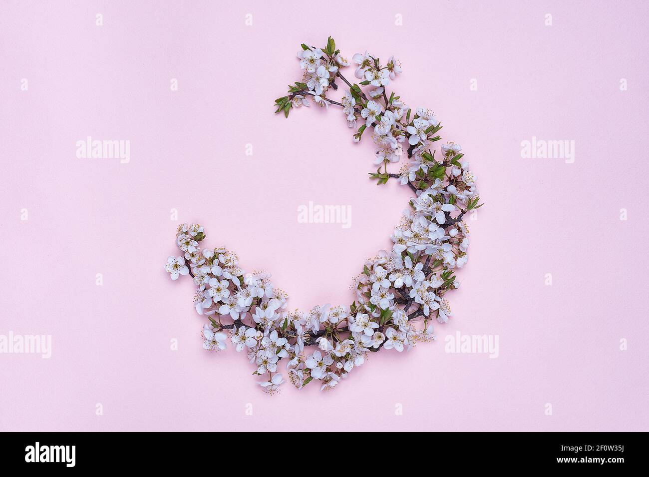 Runder Rahmen Kranz aus Frühlingsblumen auf rosa Hintergrund. Draufsicht. Das Konzept des Frühlings und März 8 Stockfoto