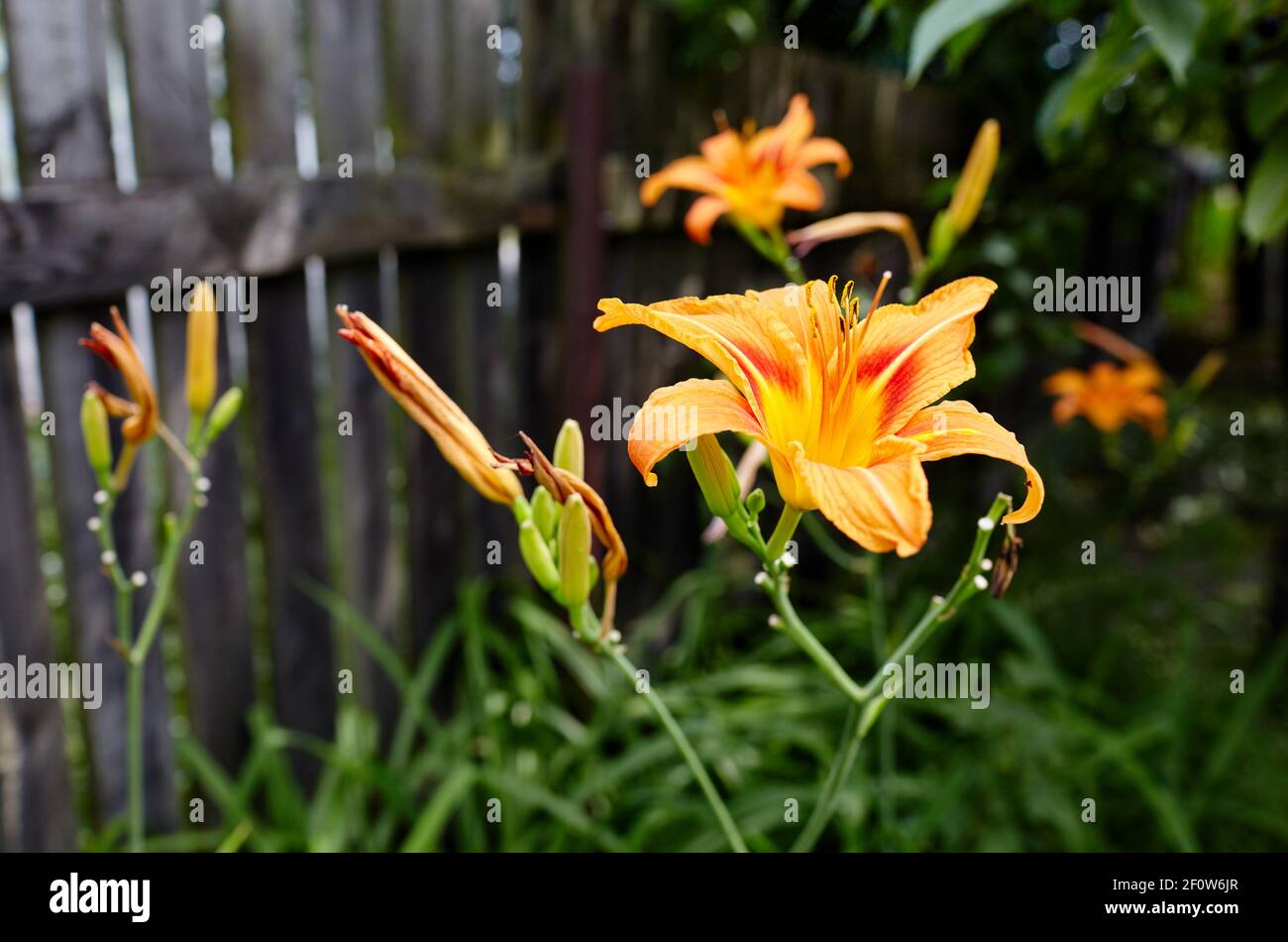 Schöne Lilie Blume auf grünen Blättern Hintergrund. Schöne Frühling oder Sommer blühende Lilie Pflanze. Stockfoto