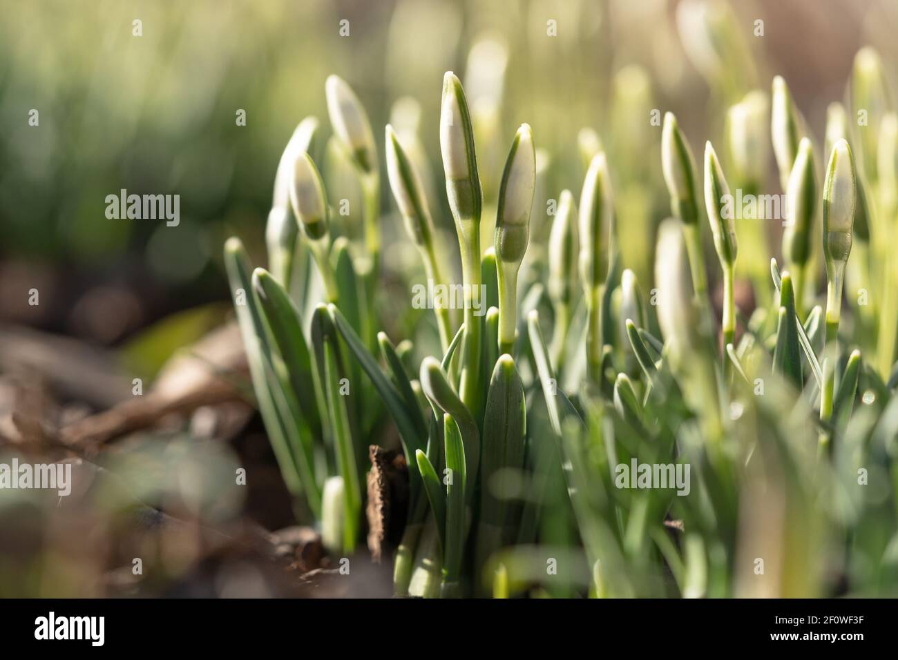 Zarte Schneeglöckchen Galanthus nivalis mit ungeblasenen Knospen an sonnigen Tagen, Makroaufnahme. Frühling. Stockfoto
