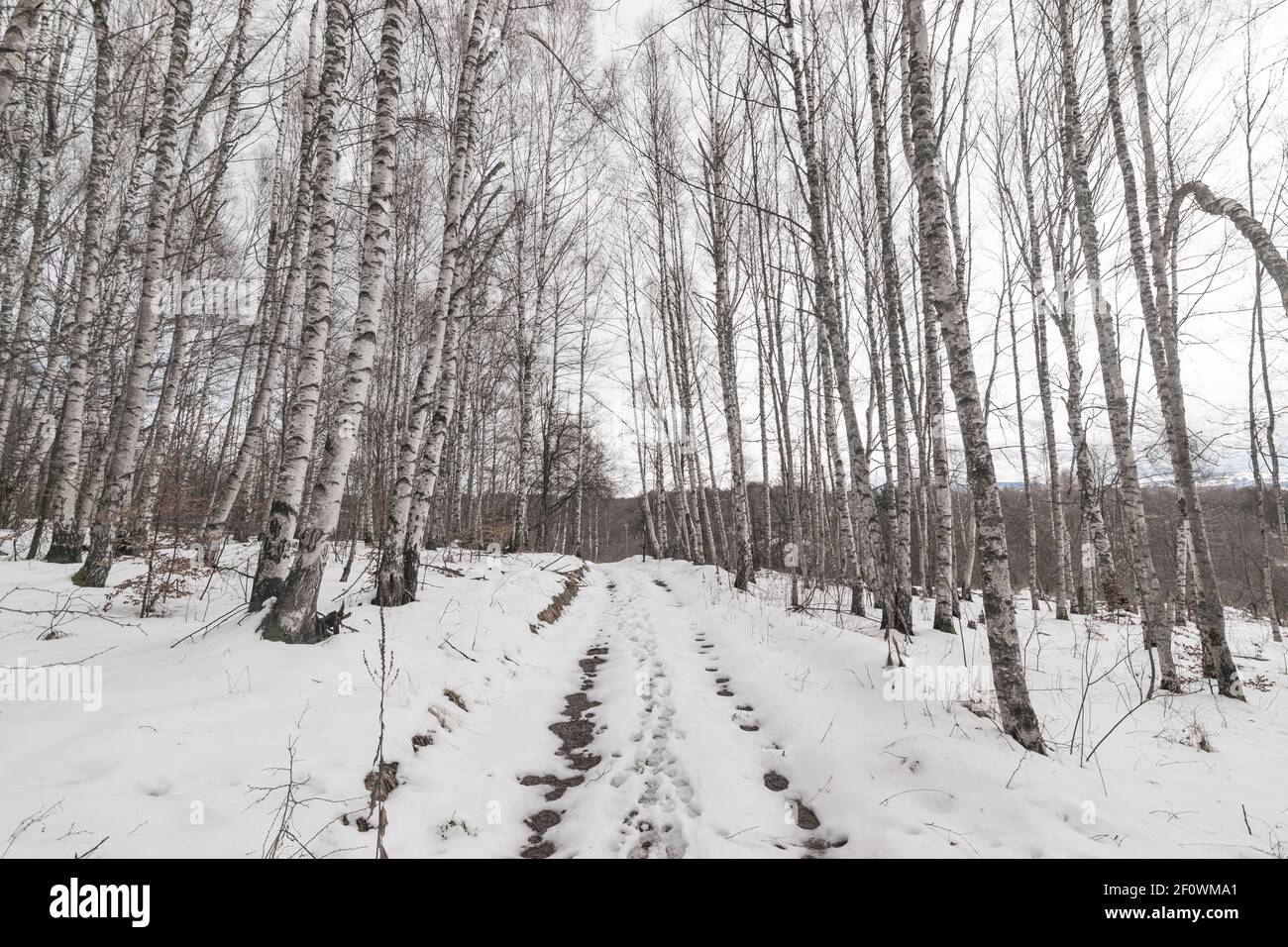 Straße durch den mit Schnee bedeckten Birkenwald am kalten Wintertag. Stockfoto