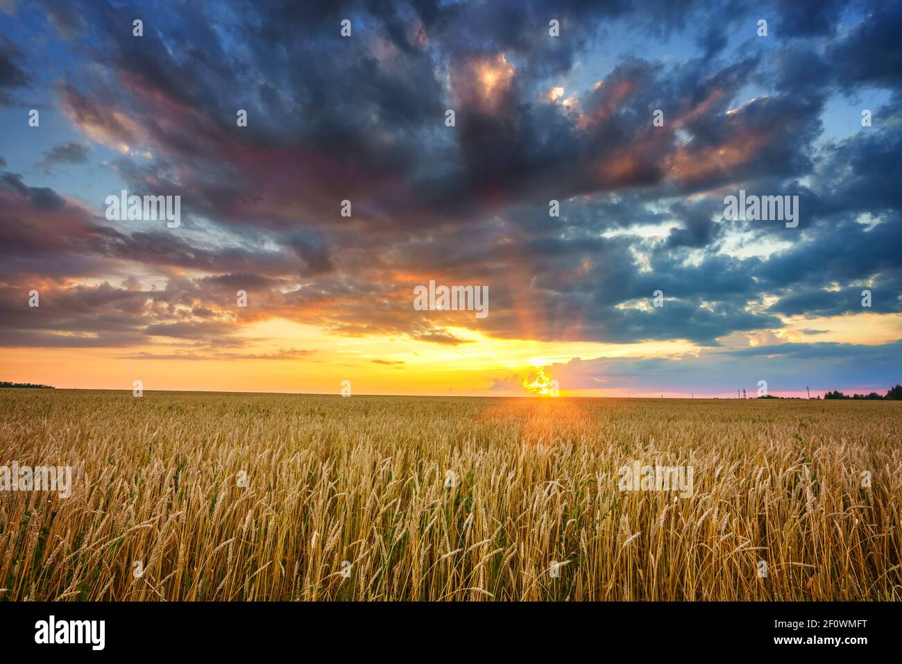 Sonnenuntergang über dem Weizenfeld in der europäischen Landschaft Stockfoto