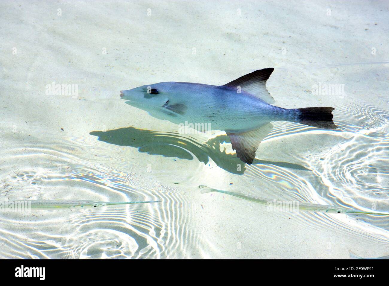 Kleiner Fisch isla contoy Tageswelle Stockfoto