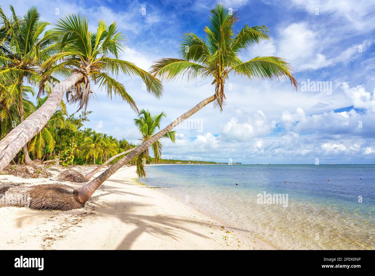 Palmen an einem wunderschönen tropischen sonnigen Strand in der Dominikanischen republik Stockfoto