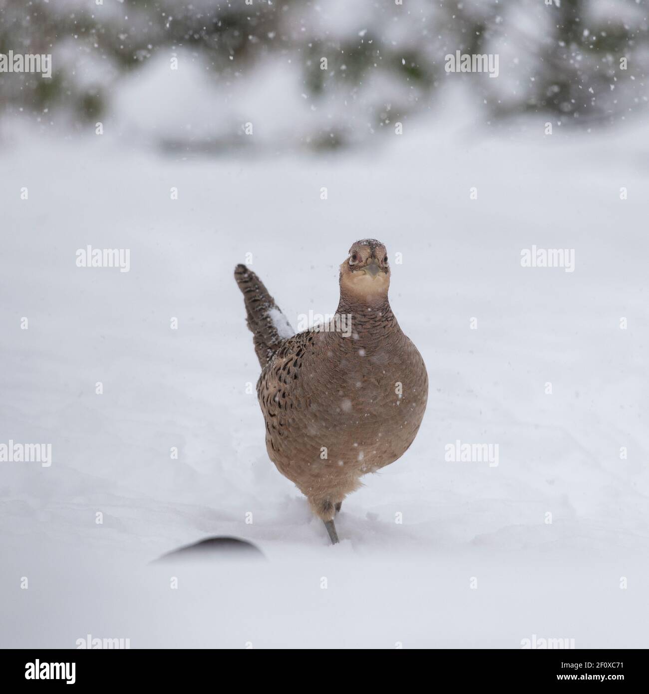 Ein weiblicher Fasan (Phasianus colchicus) Spaziergang durch eine Schneedusche auf der Suche nach Nahrung Stockfoto