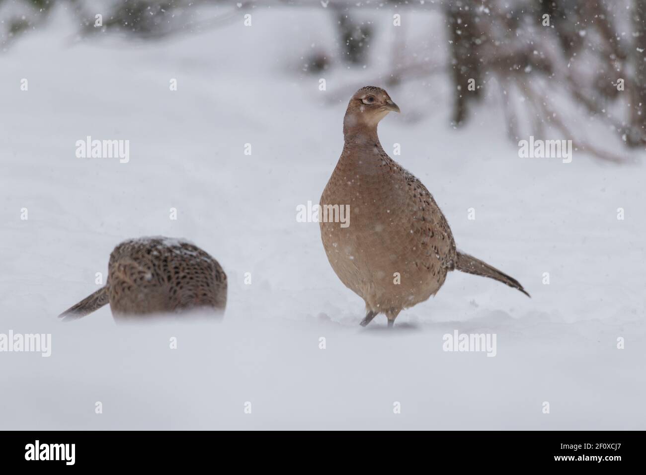 Zwei Weibliche Fasane (Phasianus Colchicus) Auf der Suche nach Essen im Schnee, während es schneit Stockfoto